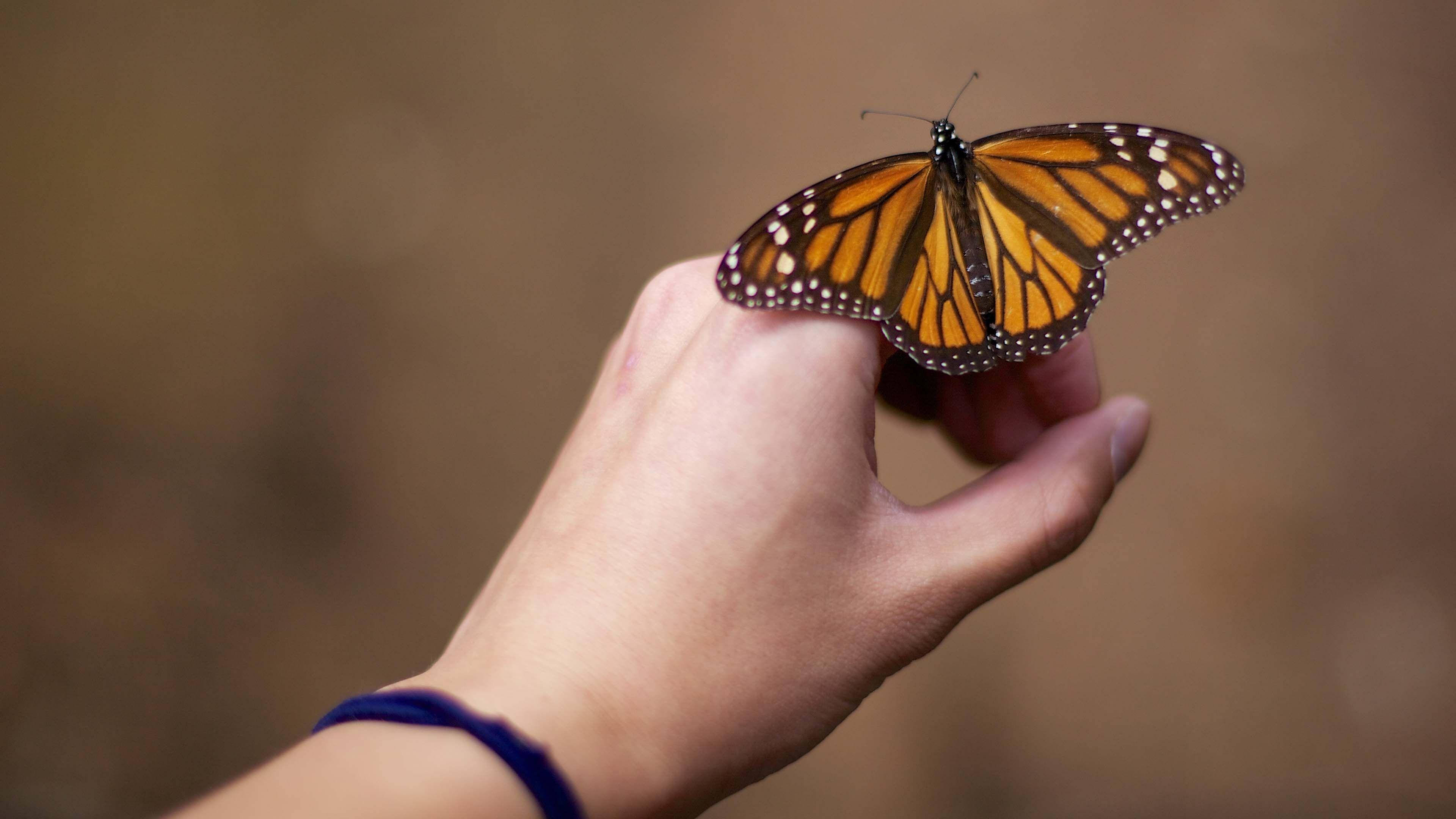 monarch butterfly, orange wings, black veins, 4K Desktop Wallpaper