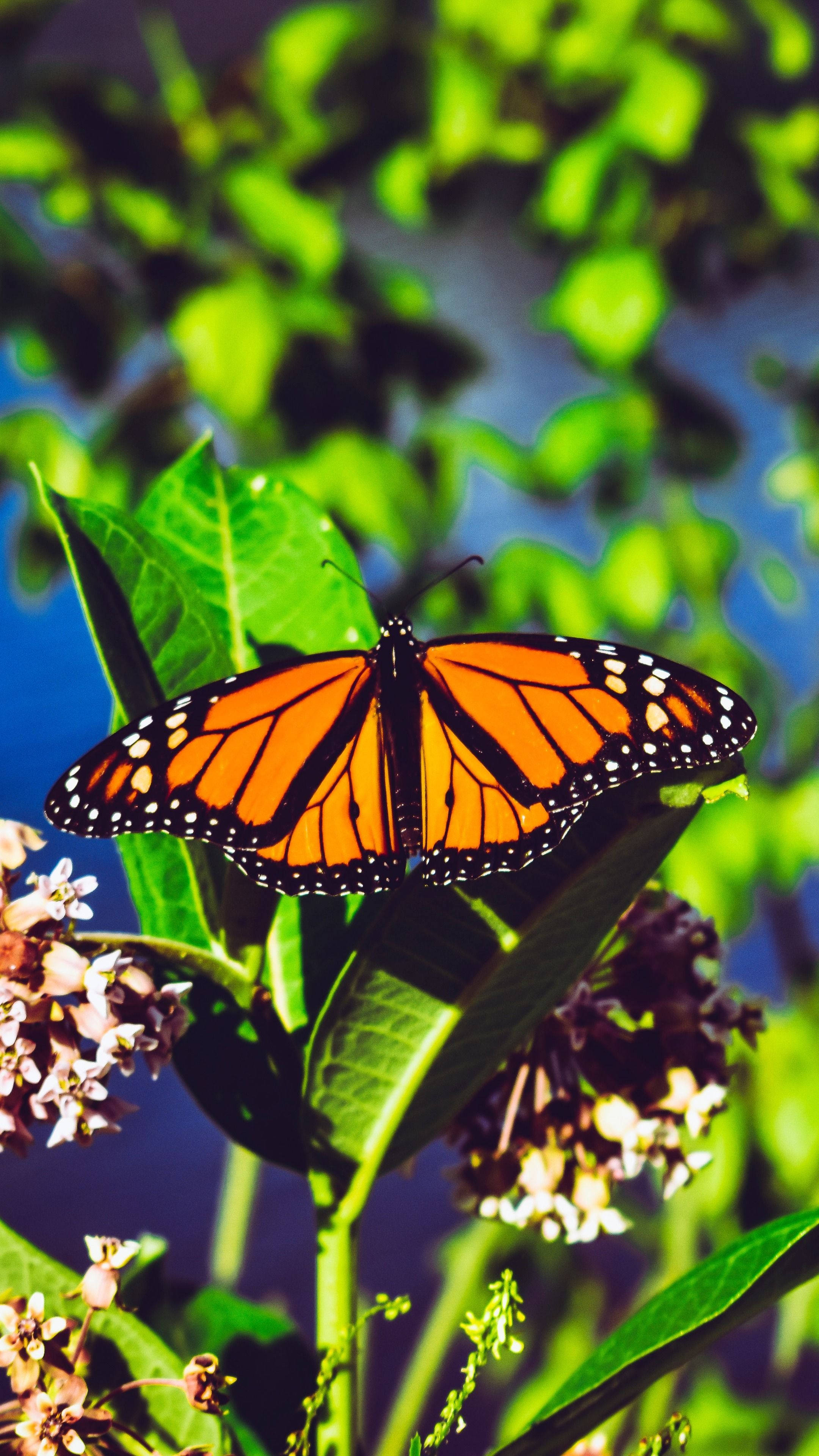monarch butterfly, vibrant orange wings, green leaf, 4K Phone Wallpaper
