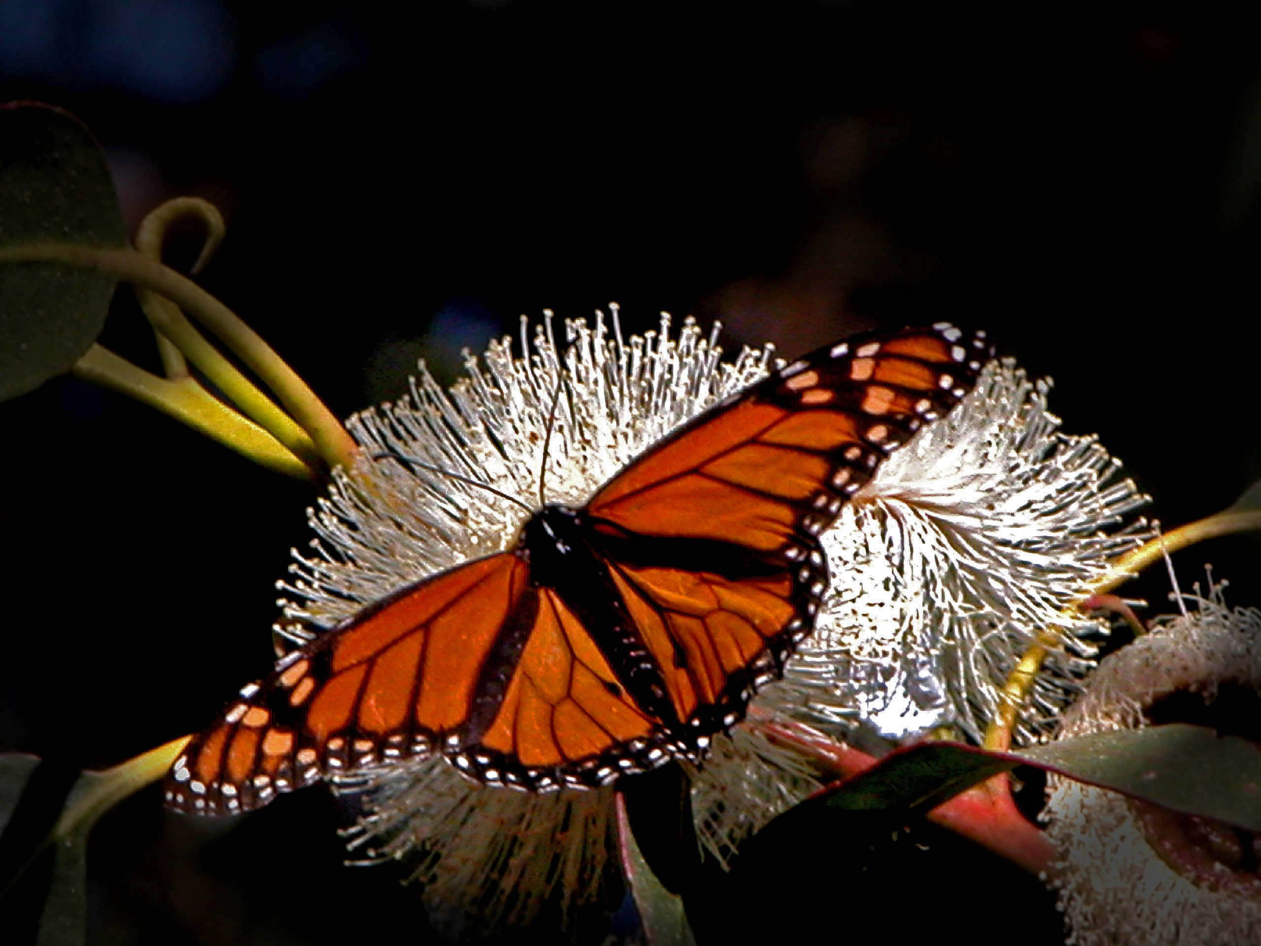 monarch butterfly, vibrant orange wings, fluffy white flower, 2K Desktop Wallpaper
