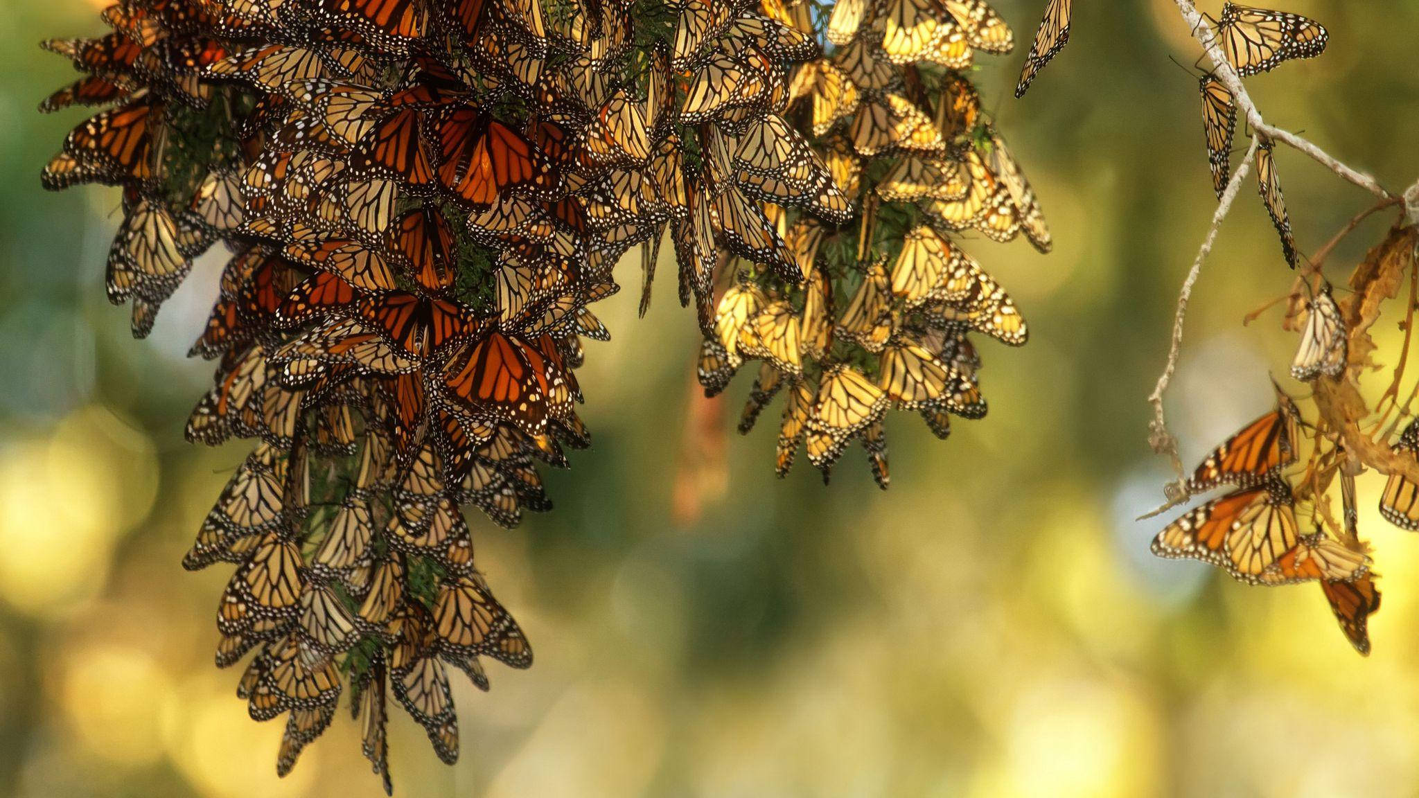Aesthetic Orange Butterfly, monarch butterflies, tree branches, Full HD Desktop Wallpaper
