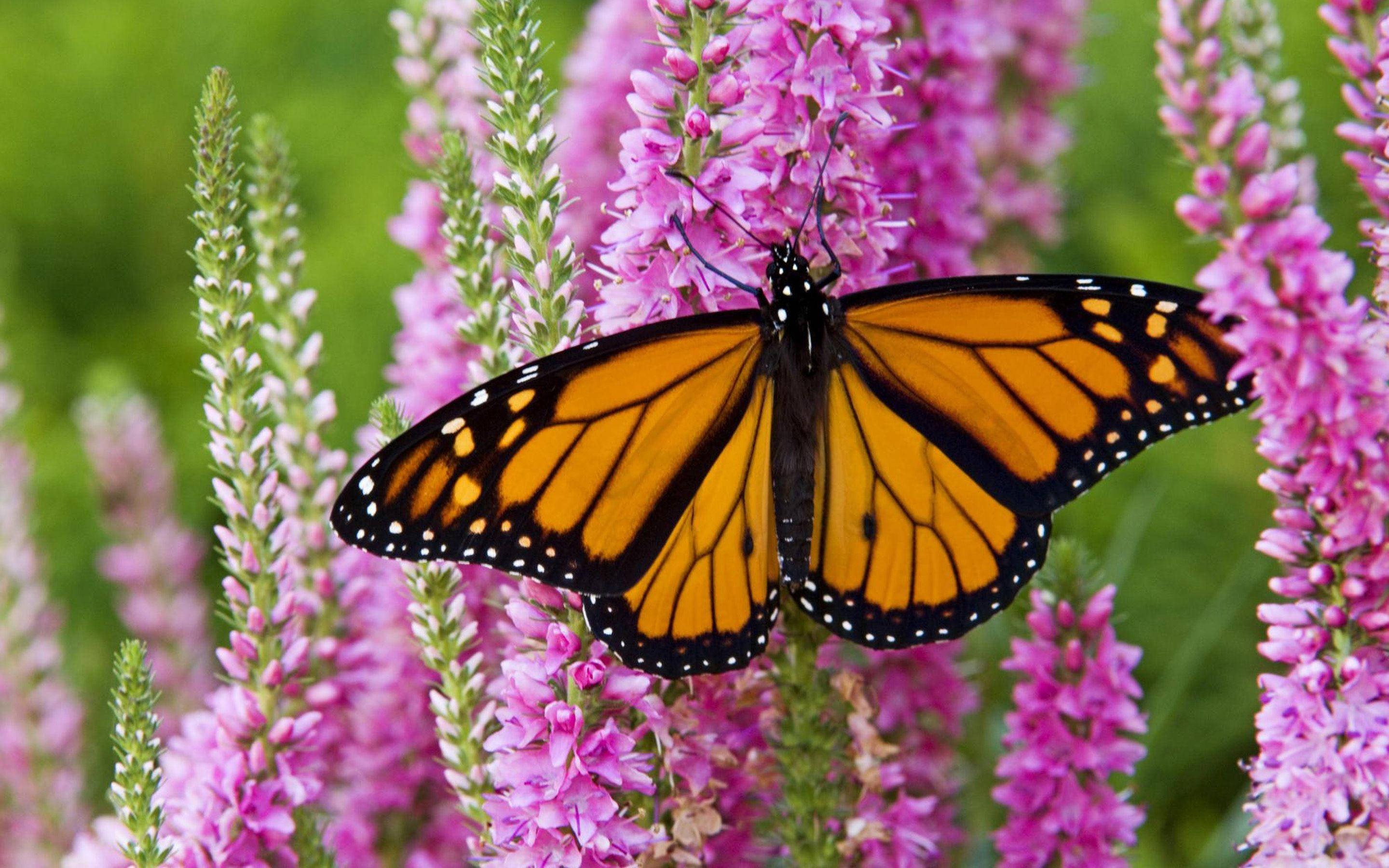 Aesthetic Orange Butterfly, monarch butterfly, vibrant orange wings, 2K Desktop Wallpaper
