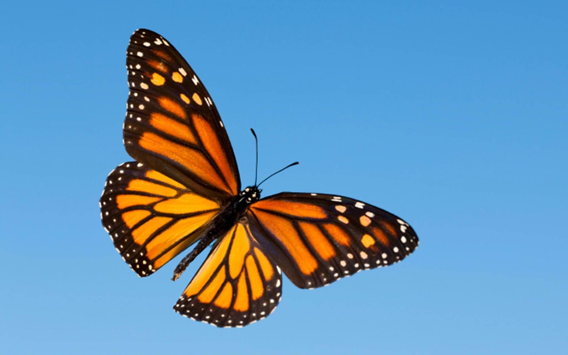 Aesthetic Orange Butterfly, monarch butterfly, vibrant orange wings, Full HD Desktop Wallpaper