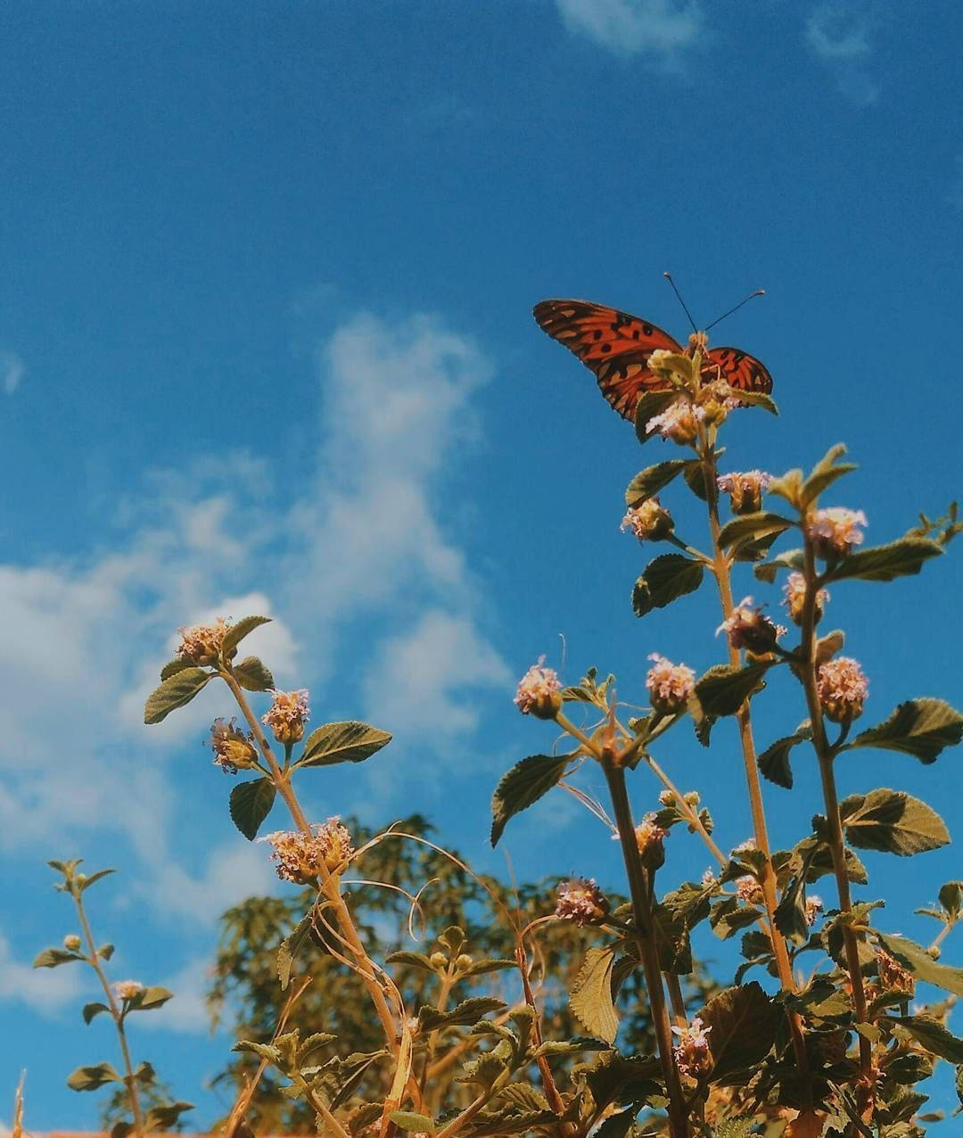 Aesthetic Orange Butterfly, lippia flowers, pink flowers, SD Phone Wallpaper