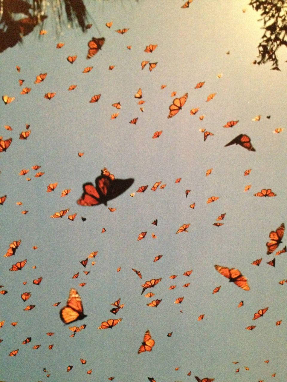 Aesthetic Orange Butterfly, monarch butterflies, orange and black wings, HD Phone Wallpaper