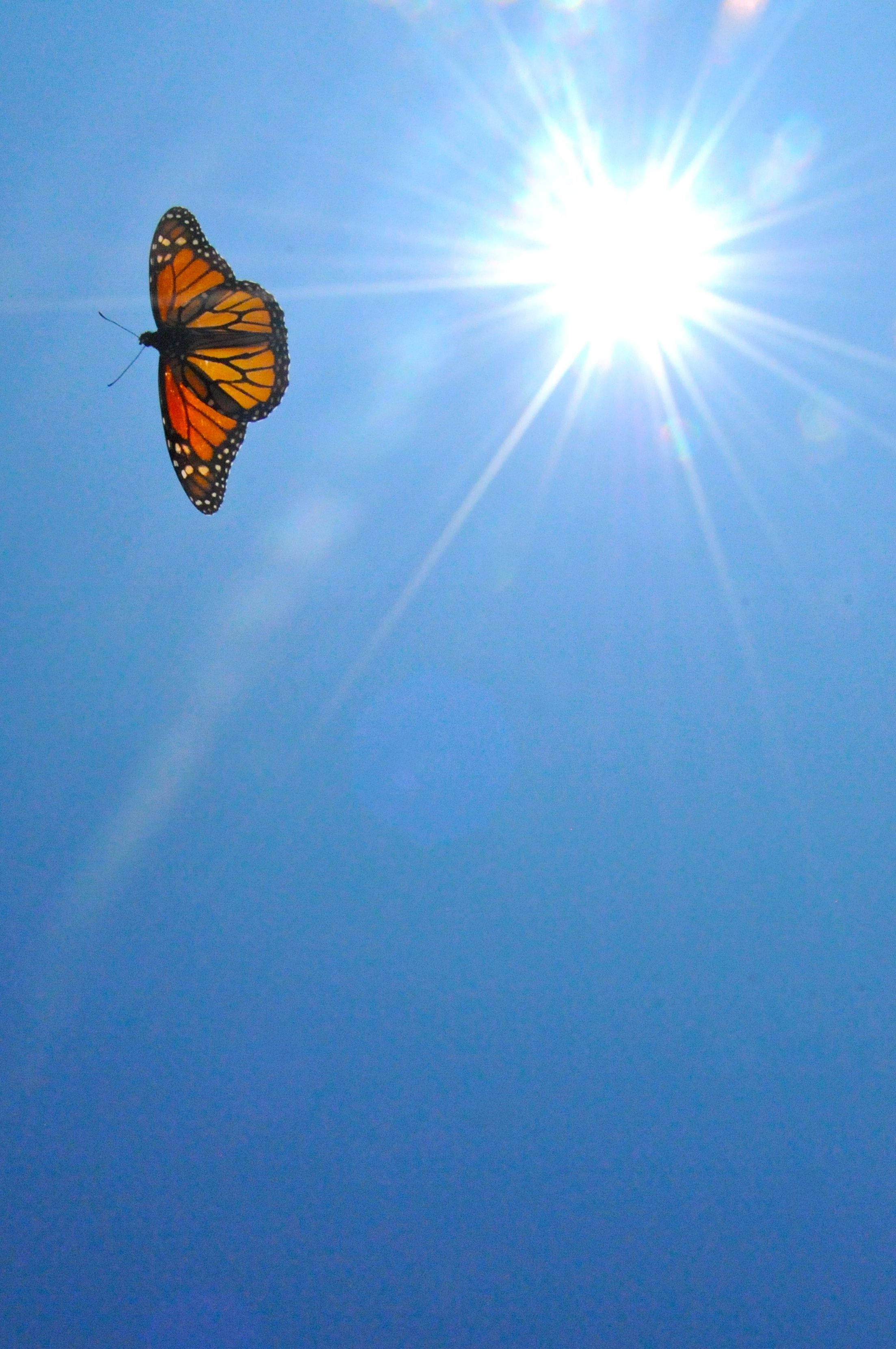 Aesthetic Orange Butterfly, monarch butterfly, vibrant blue sky, 2K Phone Wallpaper