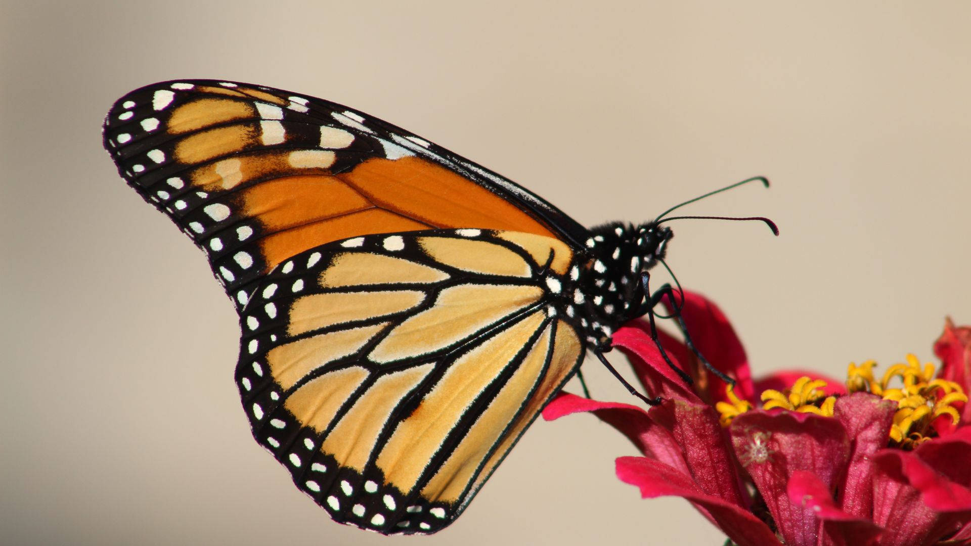 monarch butterfly, orange black and white wings, vibrant red flower, Full HD Desktop Wallpaper