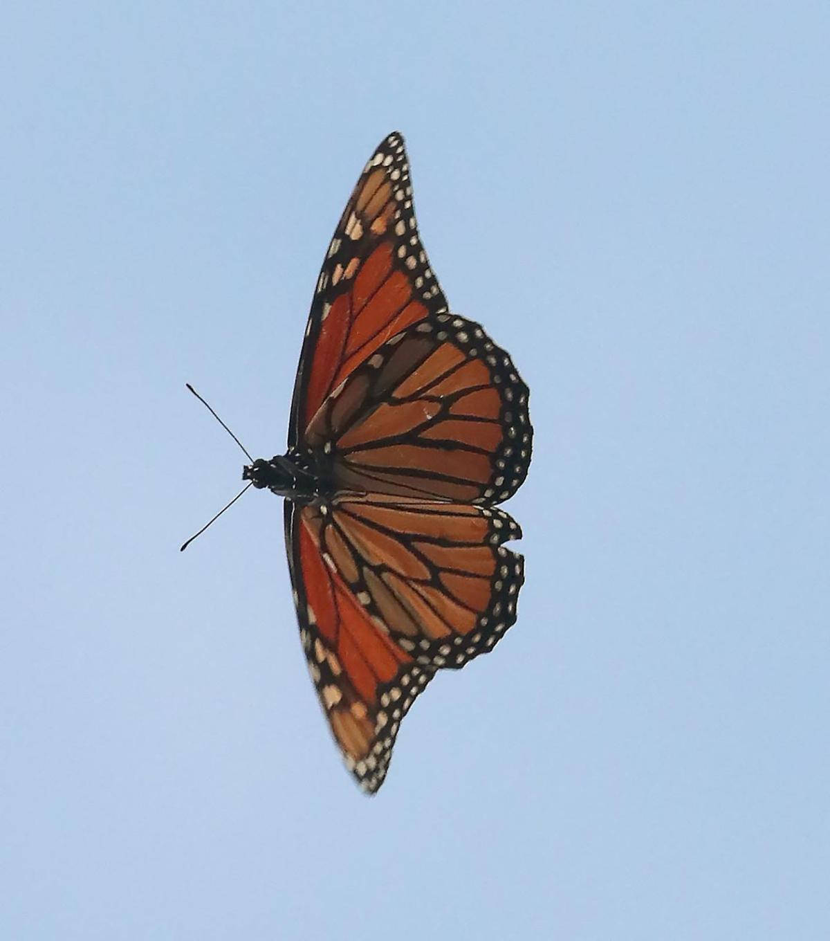 monarch butterfly, vibrant orange wings, black veins, HD Phone Wallpaper