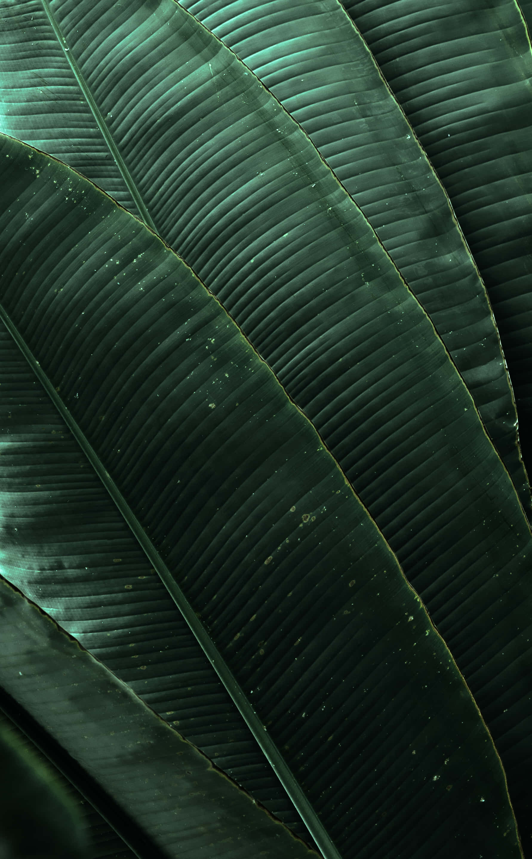 emerald palm leaves, white sand, dark green tropical leaves, 2K Phone Wallpaper