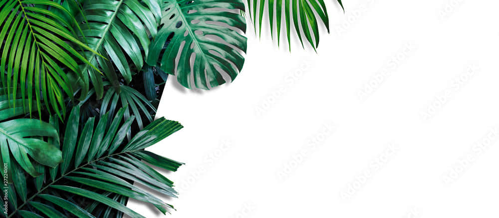 Aesthetic Palm Leaves, tropical palm leaves, lush green hues, SD Desktop Wallpaper