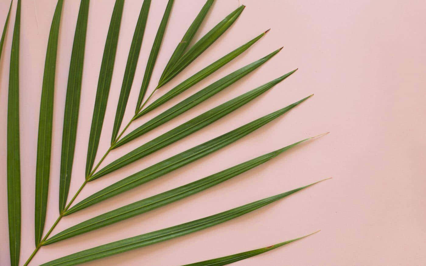 aesthetic palm leaves, vibrant green, soft pink, HD Desktop Wallpaper