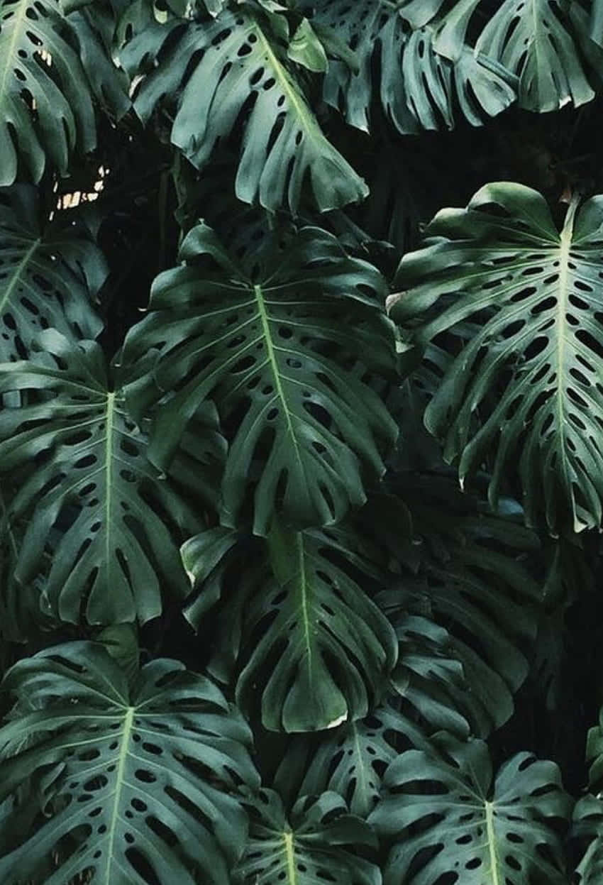 aesthetic palm leaves, monstera leaves, deep green hues, SD Phone Wallpaper