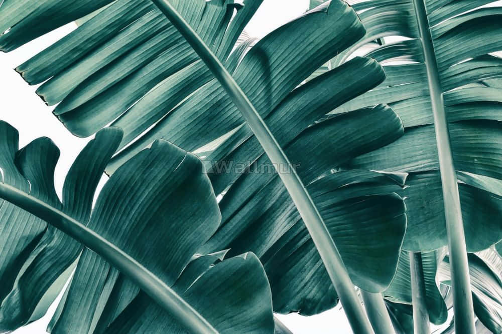 tropical leaf, deep green veins, bright white background, SD Desktop Wallpaper