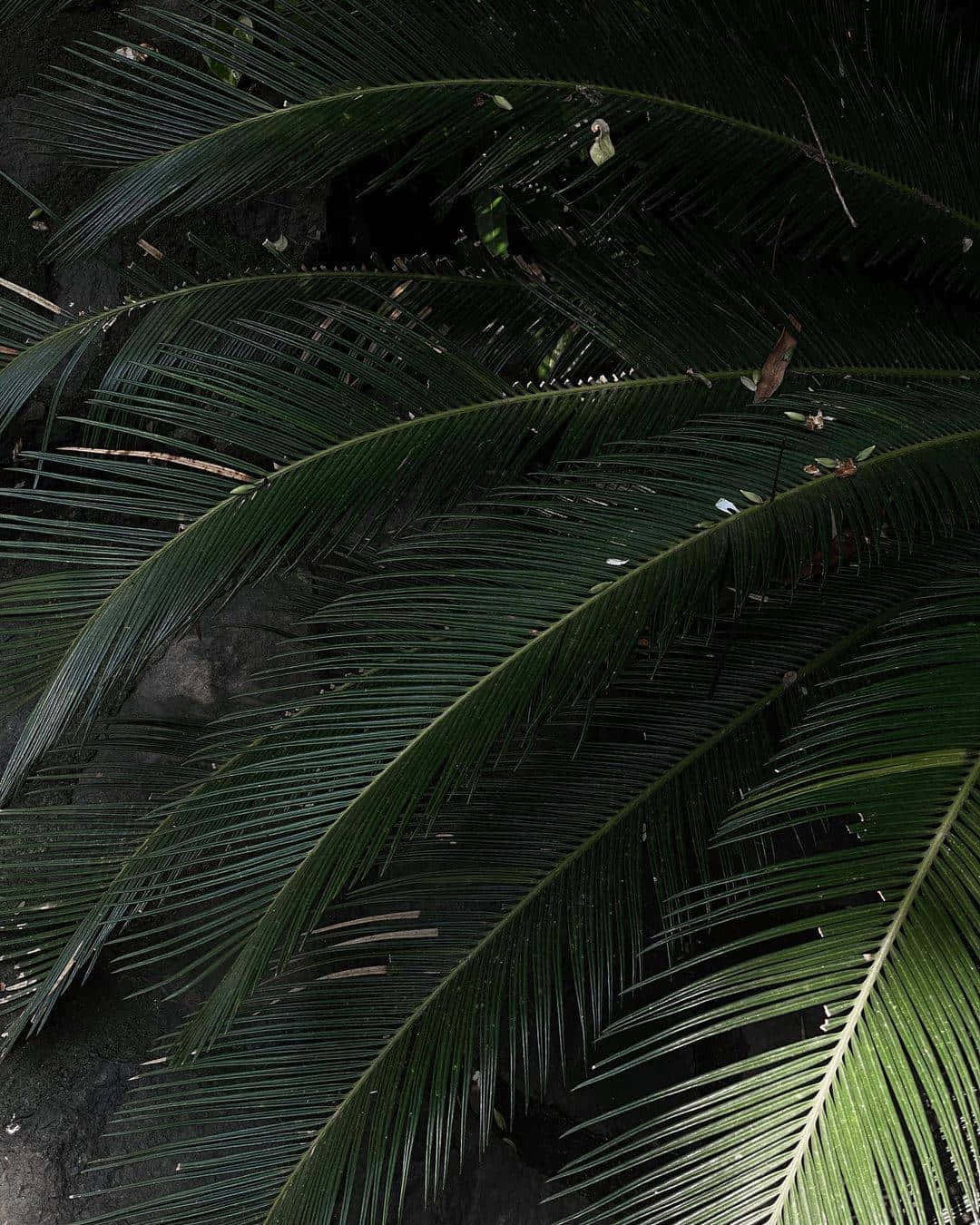 aesthetic palm leaves, dark green, cycad fronds, HD Phone Wallpaper