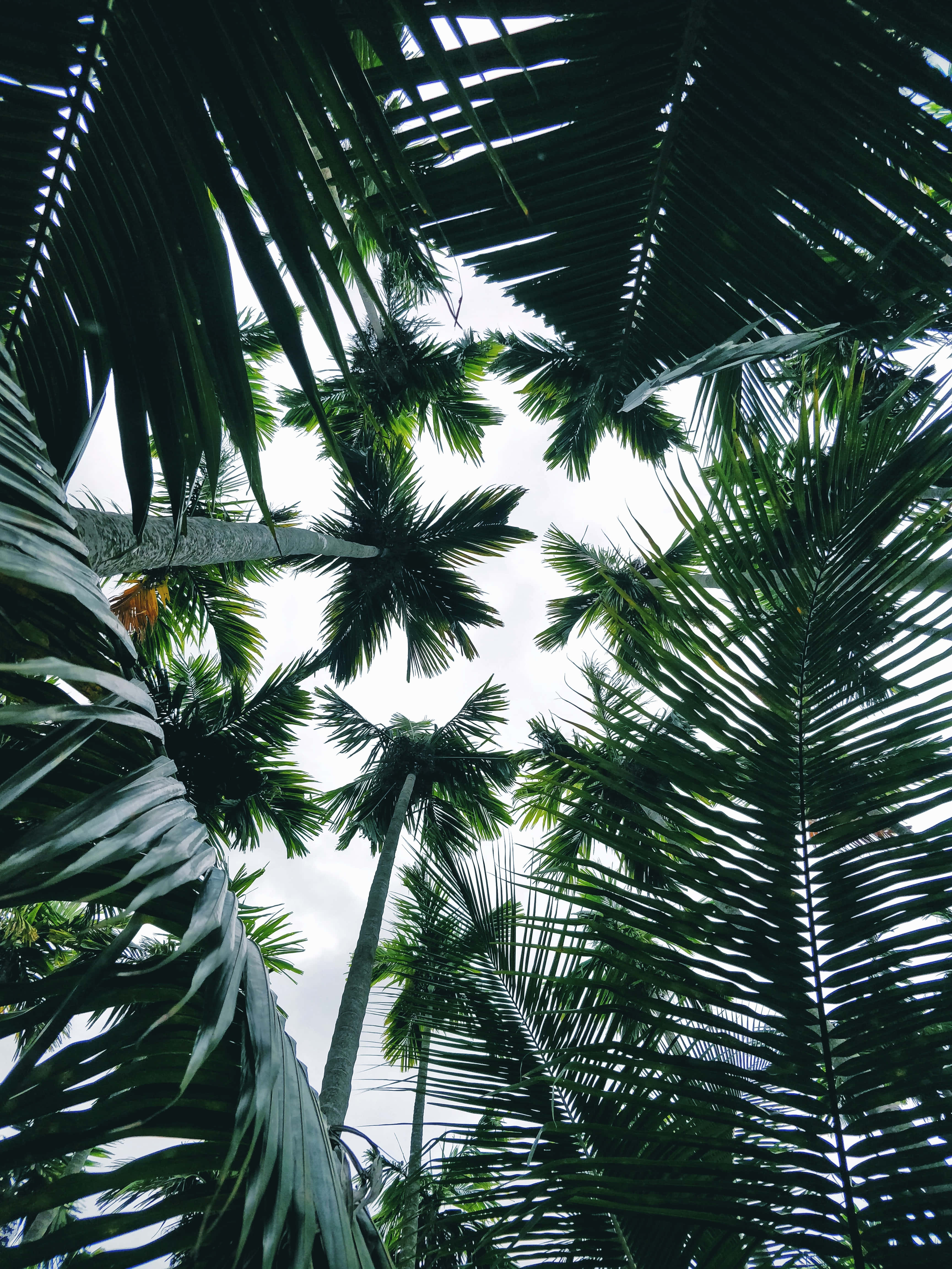 Aesthetic Palm Leaves, jungle, dense green palm fronds, 4K Phone Wallpaper