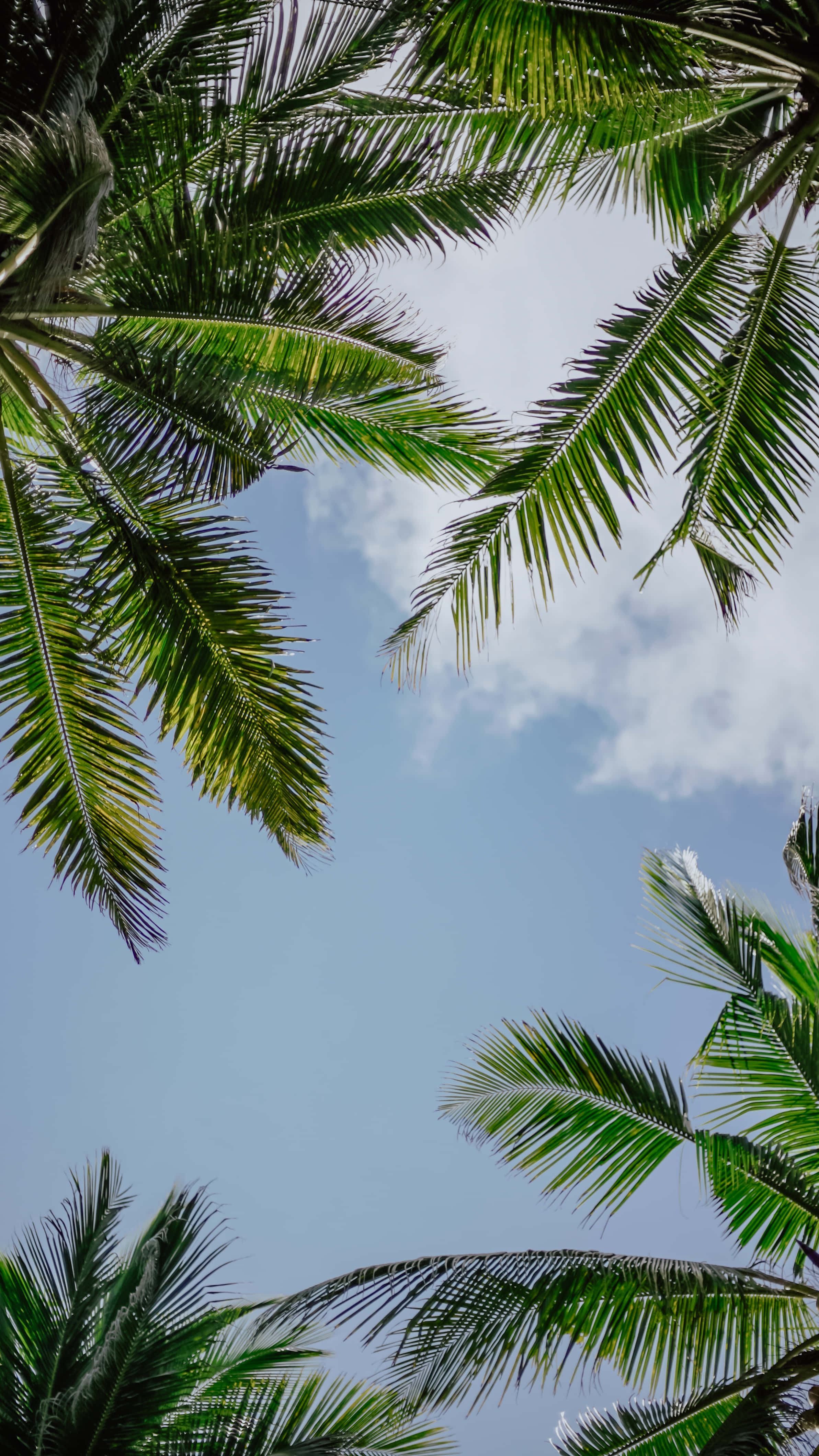 Aesthetic Palm Leaves, lush green palm fronds, bright blue sky, 4K Phone Wallpaper