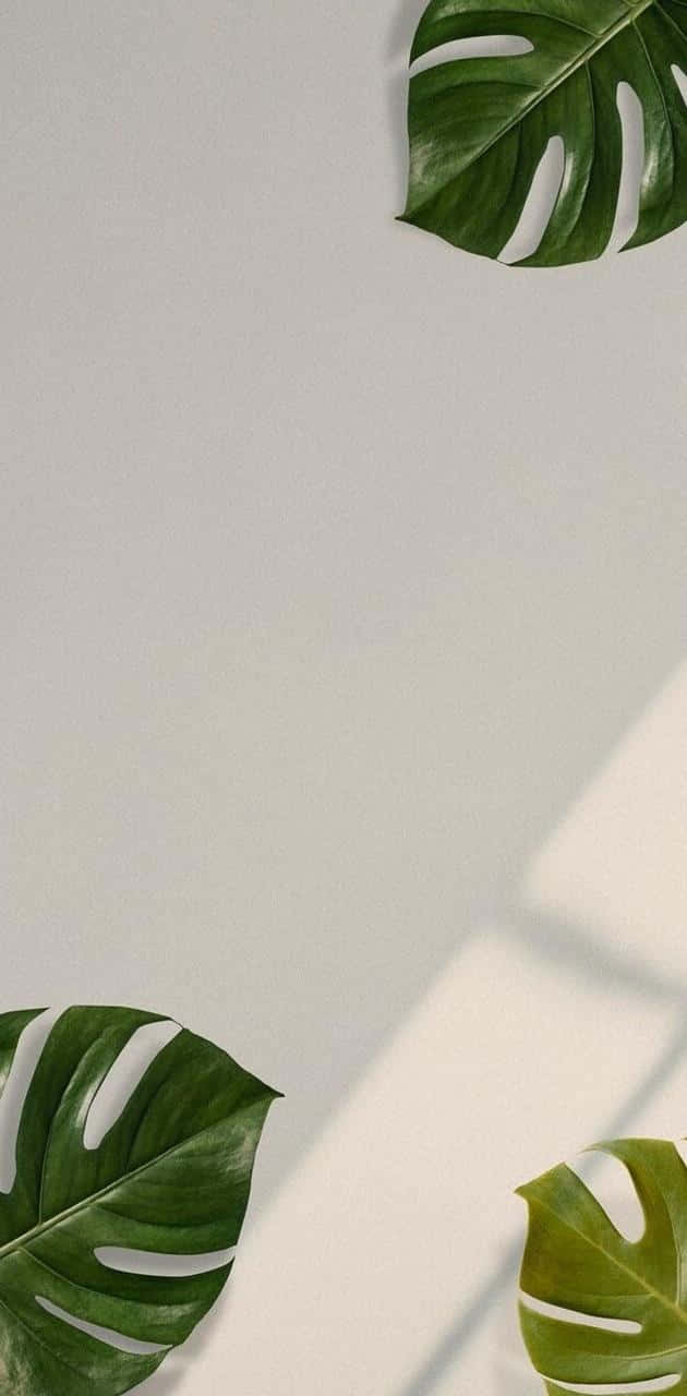 aesthetic palm leaves, vibrant green monstera leaves, minimalist off-white wall, HD Phone Wallpaper