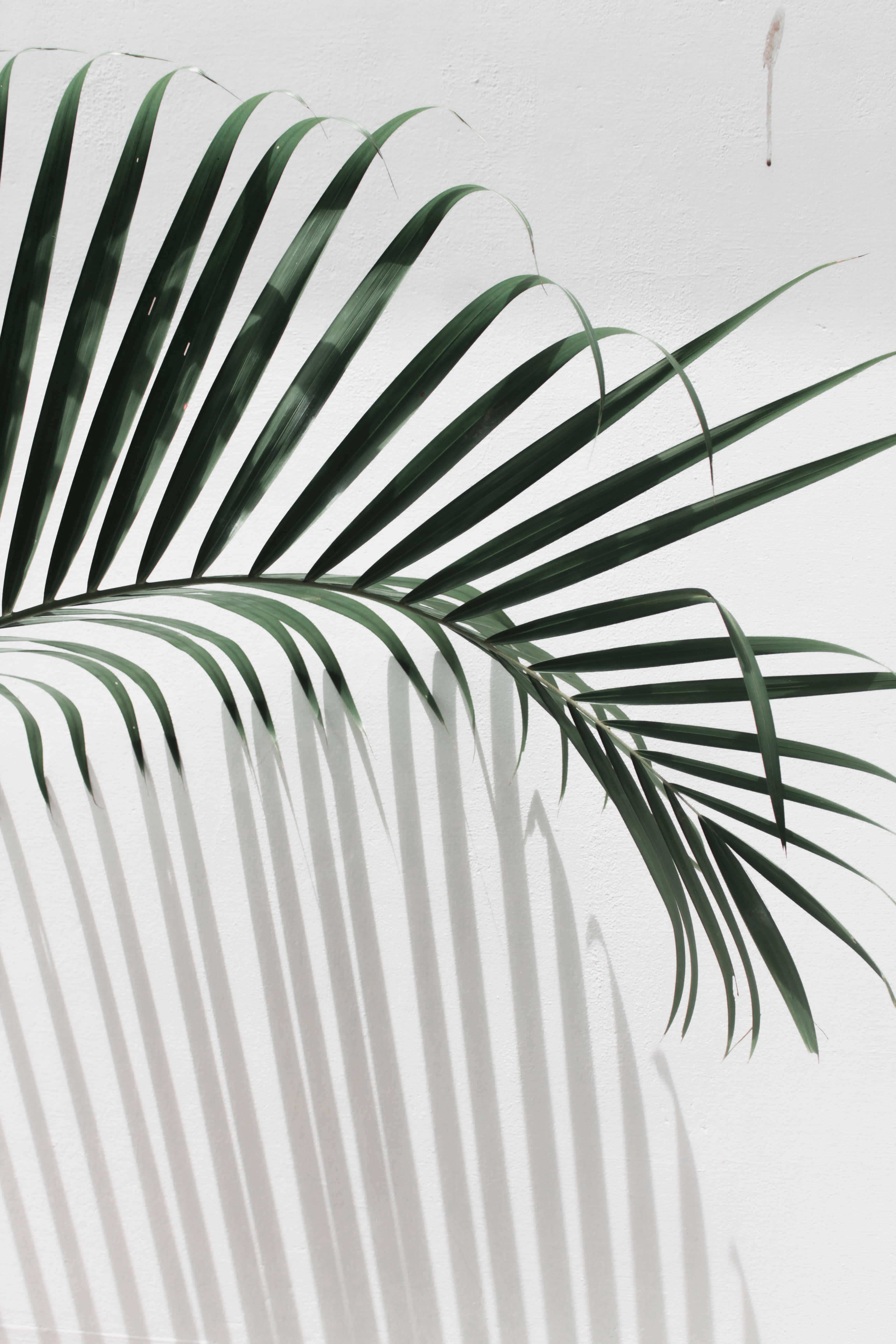 Aesthetic Palm Leaves, dark green palm frond, stark white textured wall, 5K Phone Wallpaper