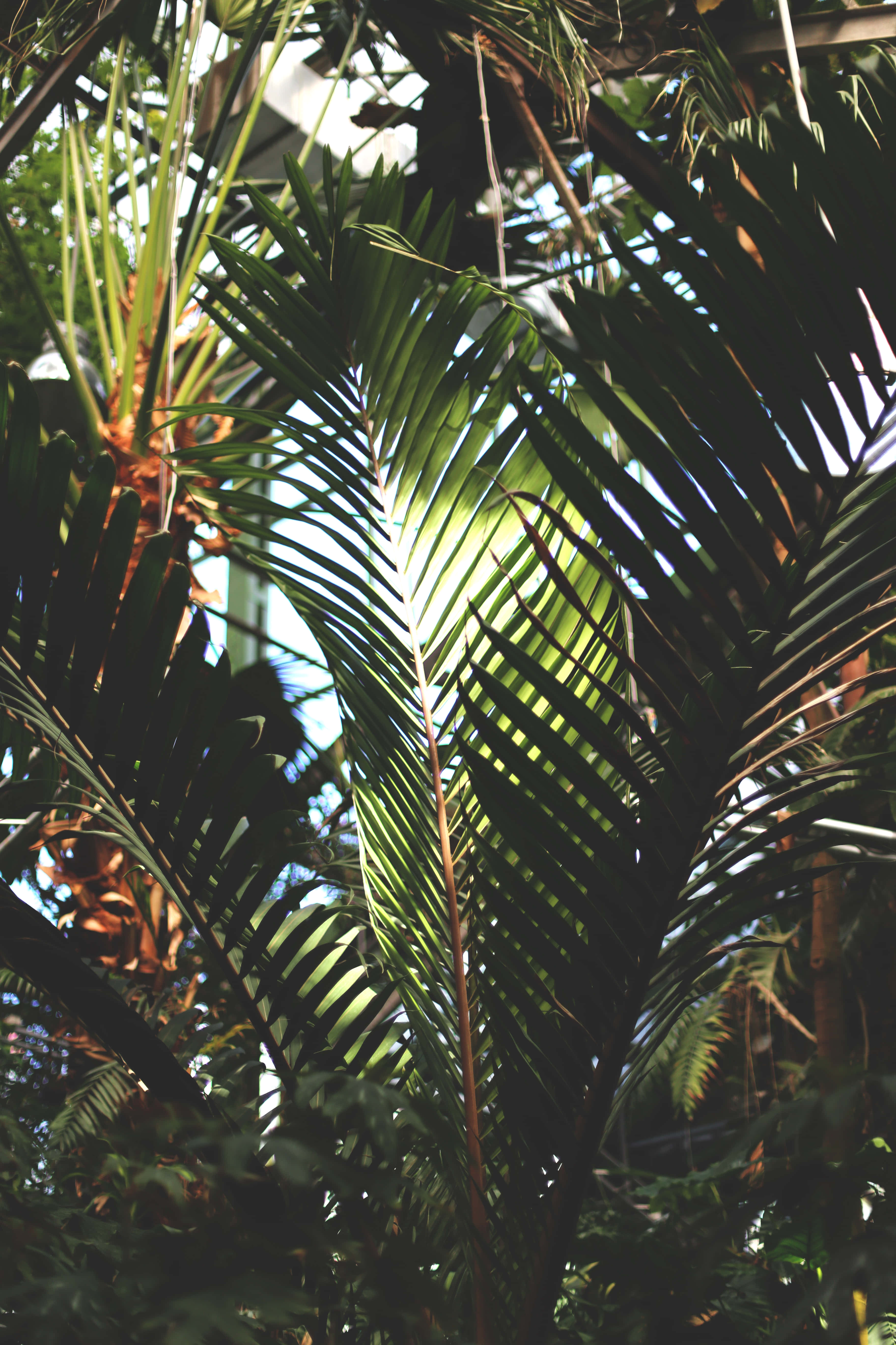 Aesthetic Palm Leaves, sunlight, dense green palm fronds, 5K Phone Wallpaper