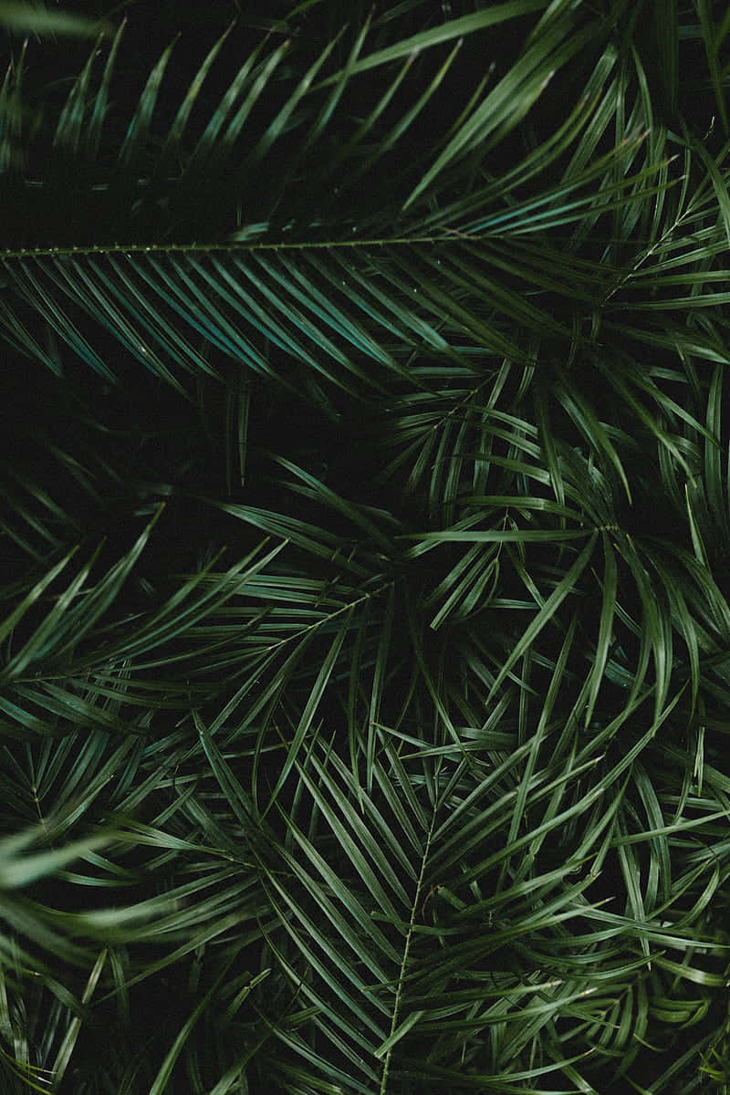 palm leaves, dark green, black background, SD Phone Wallpaper