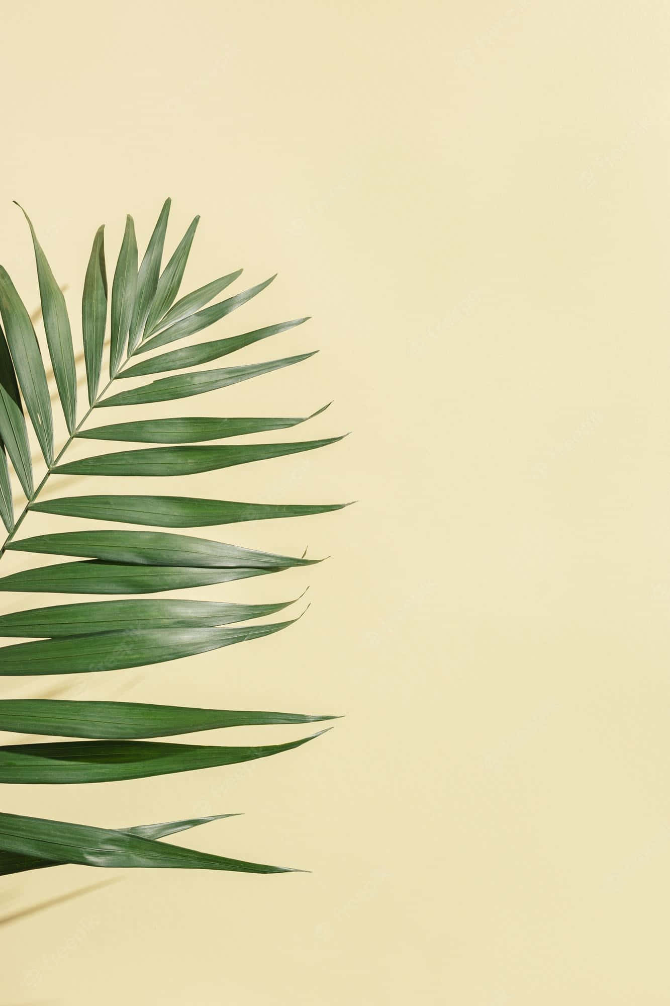 Aesthetic Palm Leaves, vibrant green, soft beige, Full HD Phone Wallpaper