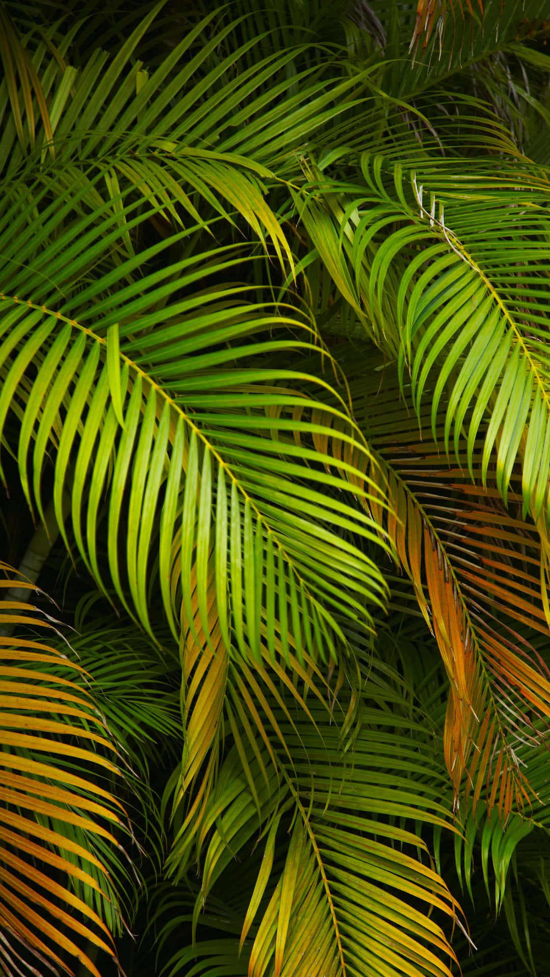 vibrant green, golden palm fronds, dense tropical foliage pattern, Full HD Phone Wallpaper