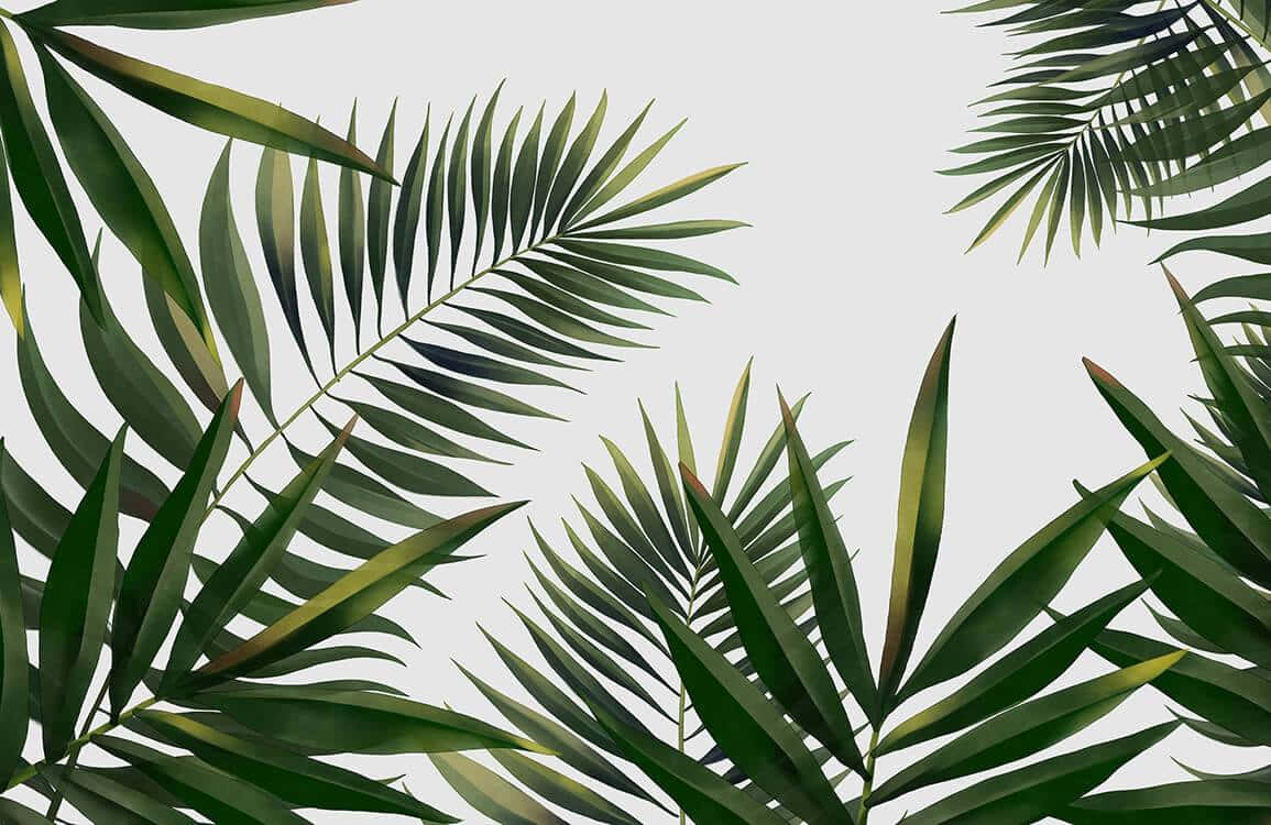Aesthetic Palm Leaves, vibrant green, palm fronds, SD Desktop Wallpaper