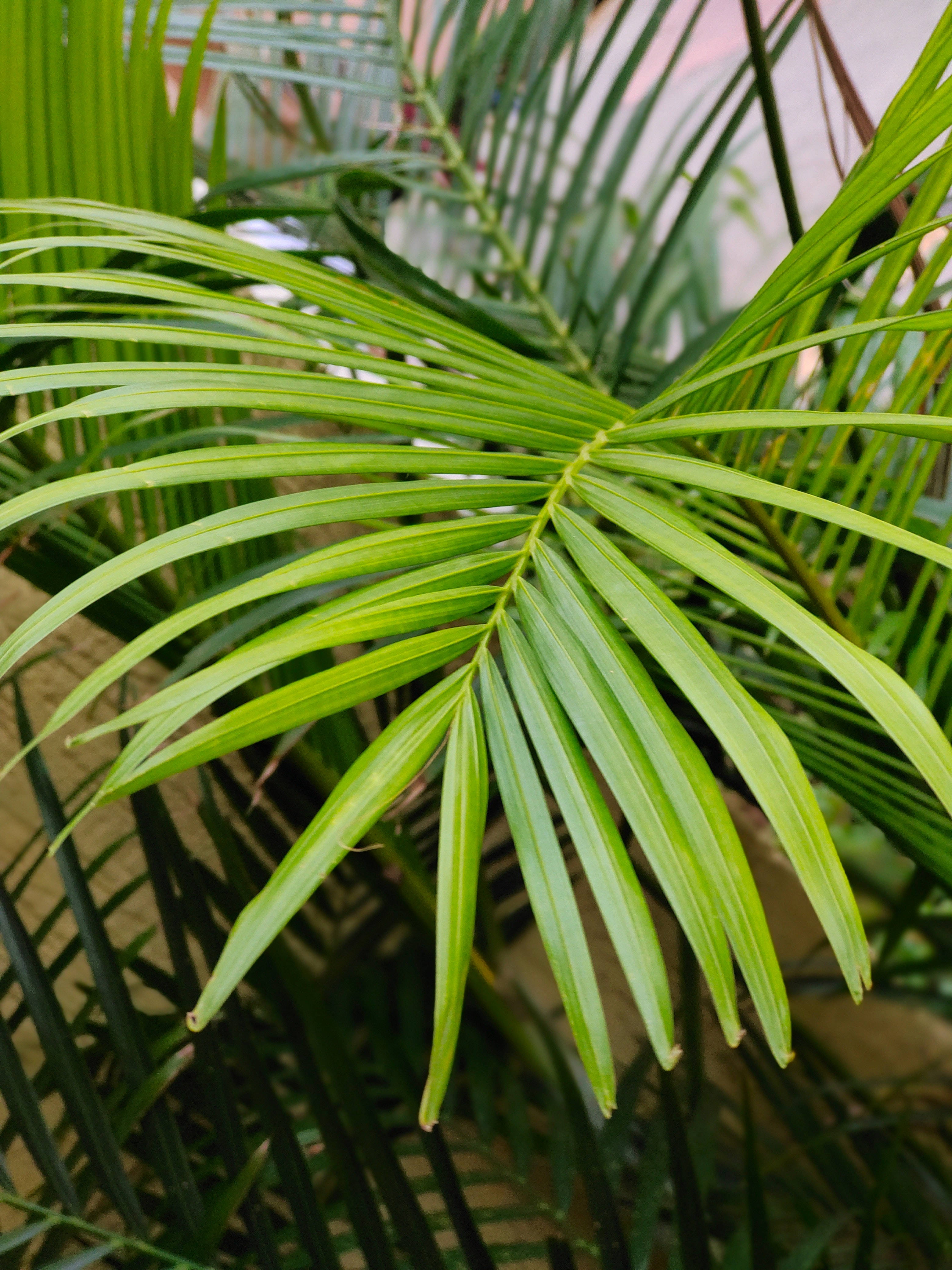 palm leaves, vibrant green, delicate veins, 4K Phone Wallpaper