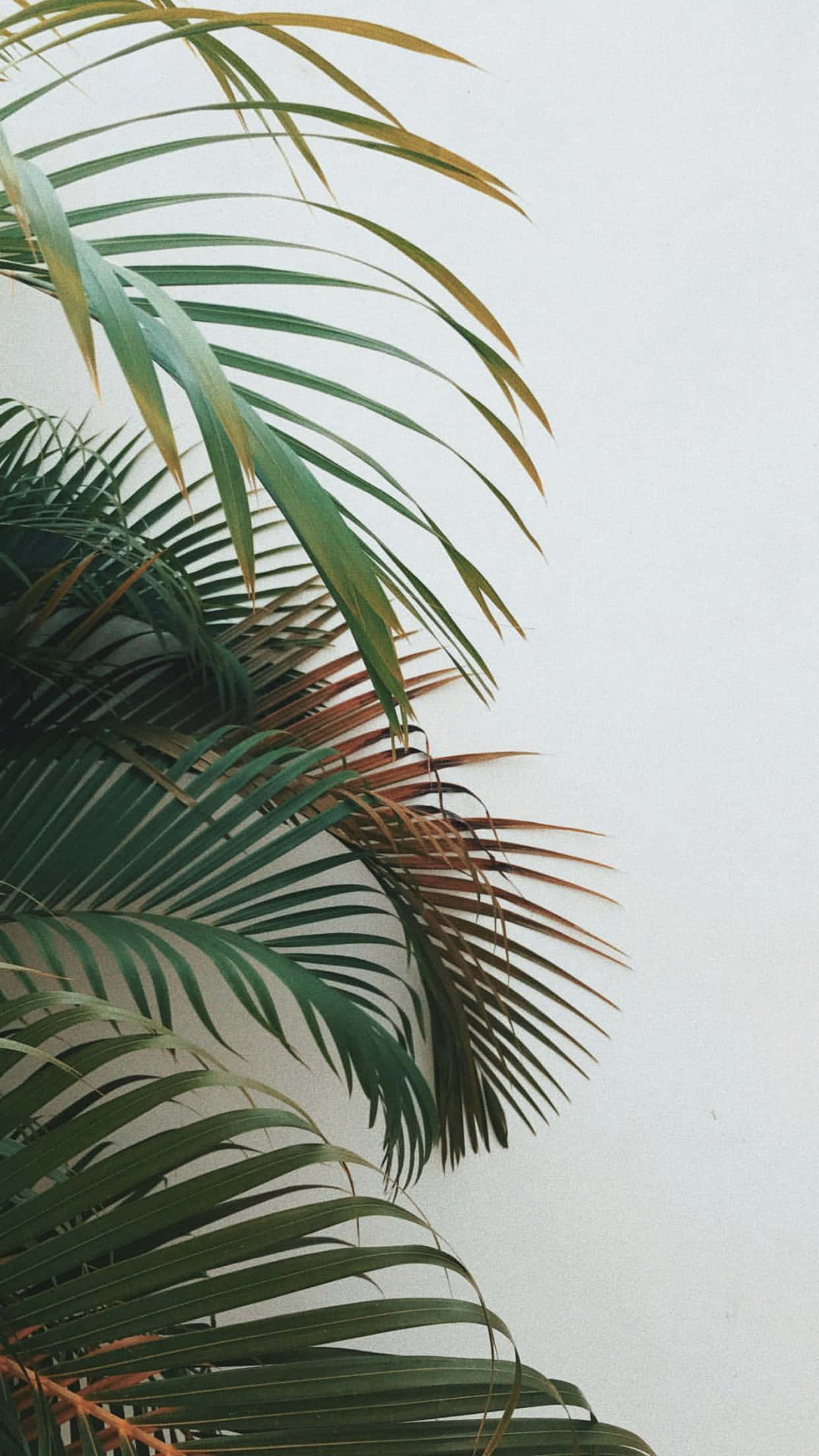palm leaves, green and brown hues, white wall, Full HD Phone Wallpaper