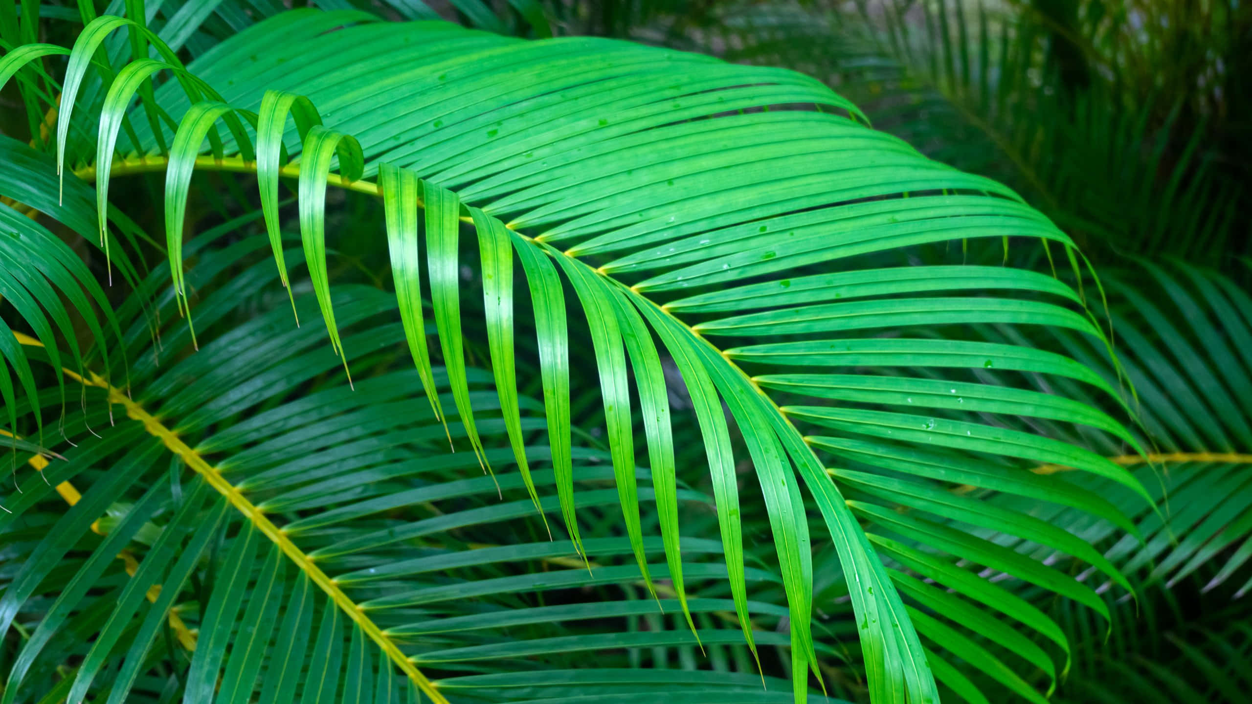 vibrant green palm fronds, palm frond, water droplets, 2K Desktop Wallpaper