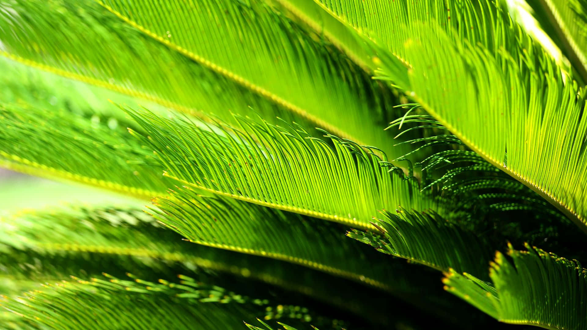 vibrant green, cycad fronds, sunlight, Full HD Desktop Wallpaper