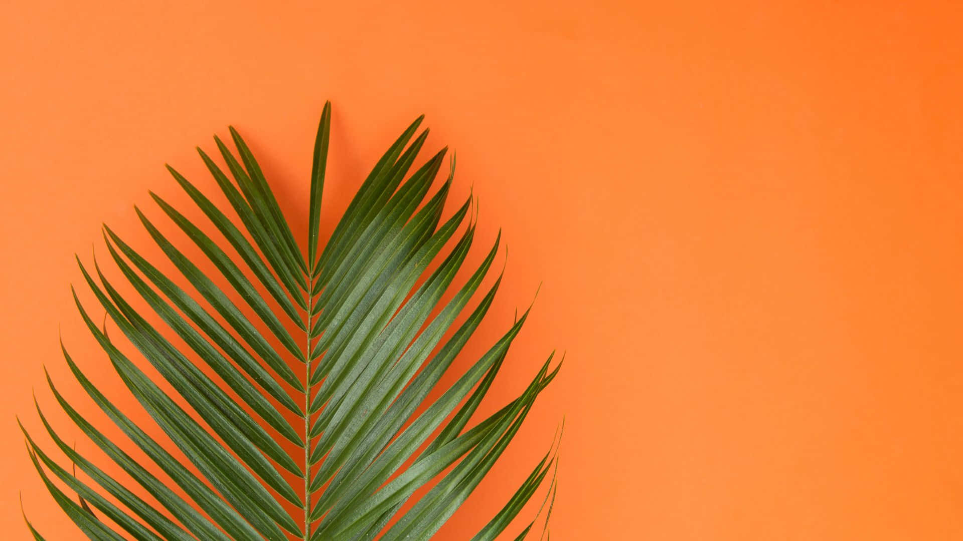 green palm leaf, vibrant green, diagonally, Full HD Desktop Wallpaper