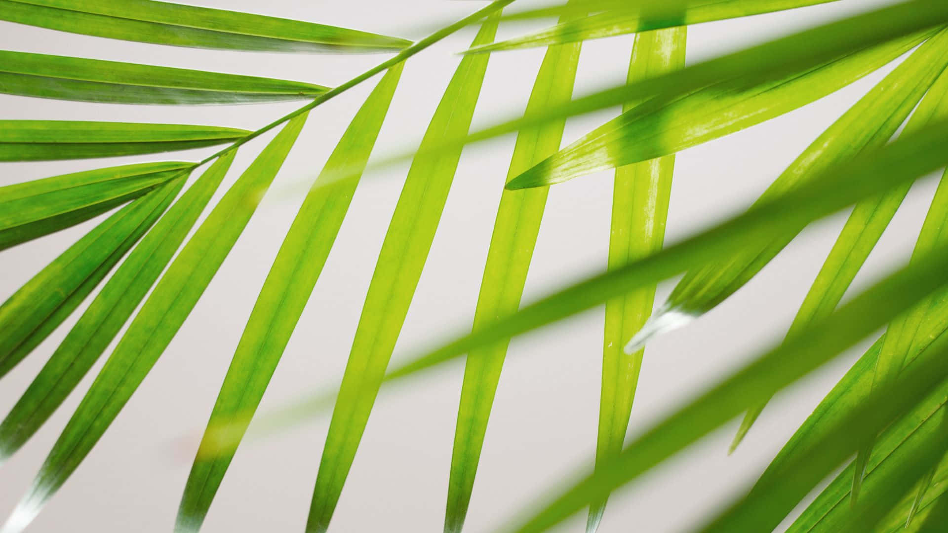 palm leaf, vibrant green, water droplet, Full HD Desktop Wallpaper