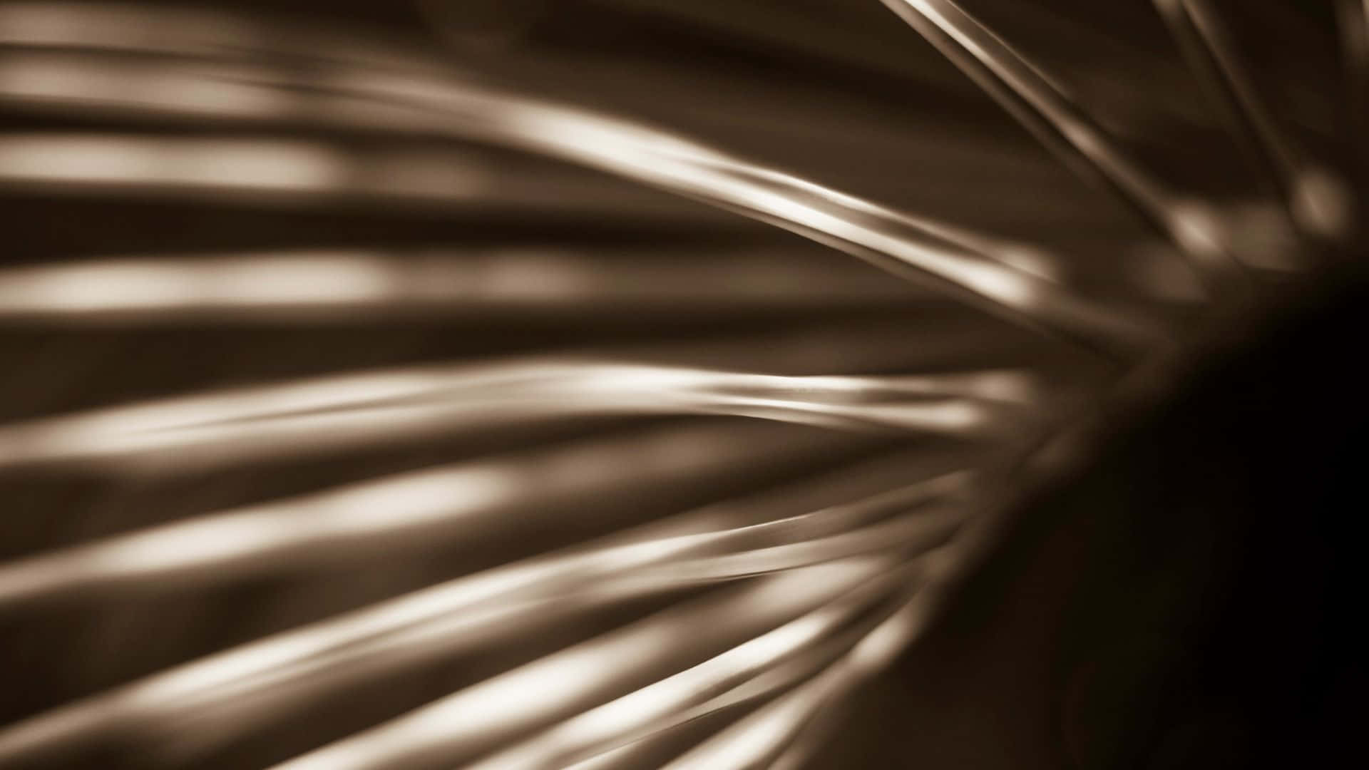 palm leaf, soft golden light, dark brown abstract background, Full HD Desktop Wallpaper