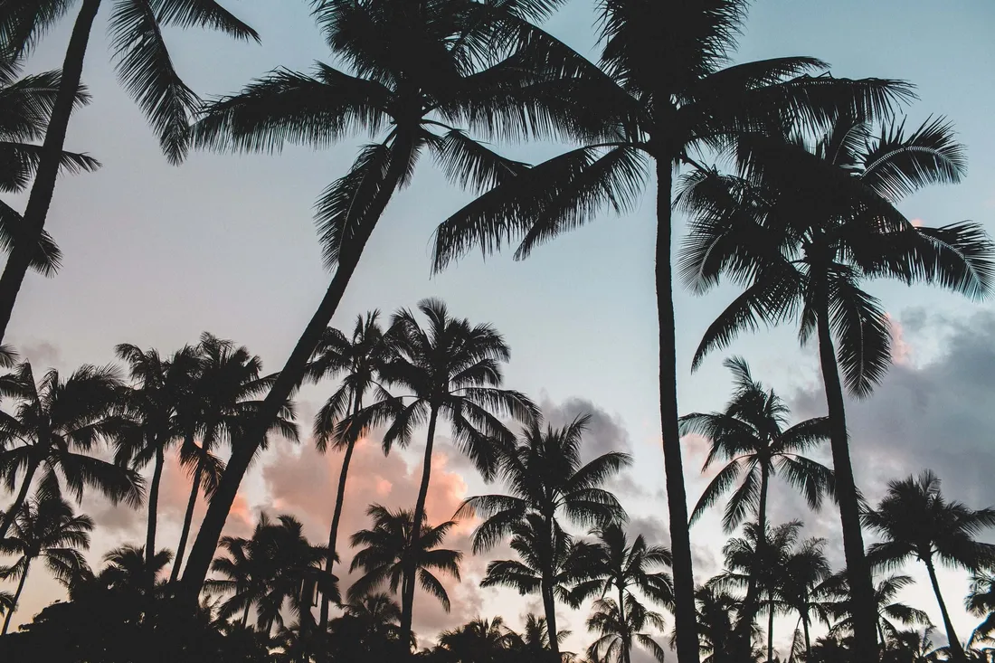 Aesthetic Palm Tree