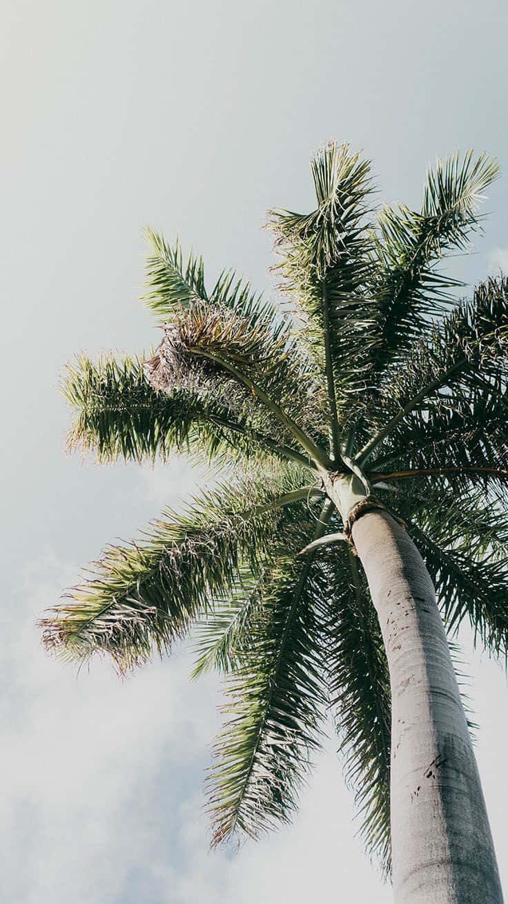 palm tree, summer afternoon, lush green fronds, HD Phone Wallpaper