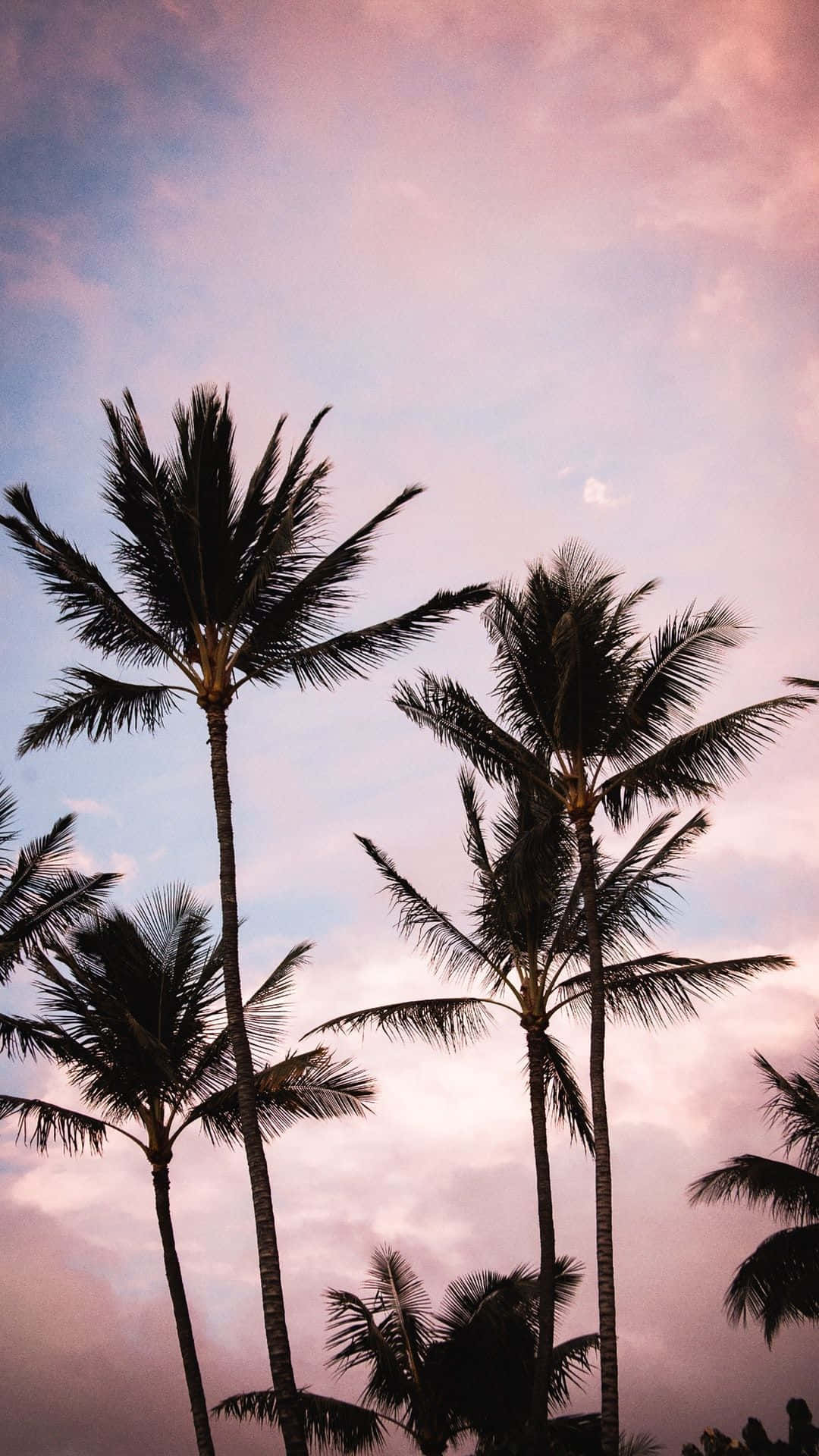 Aesthetic Palm Tree, tranquil beach, soft pink and blue twilight sky, Full HD Phone Wallpaper