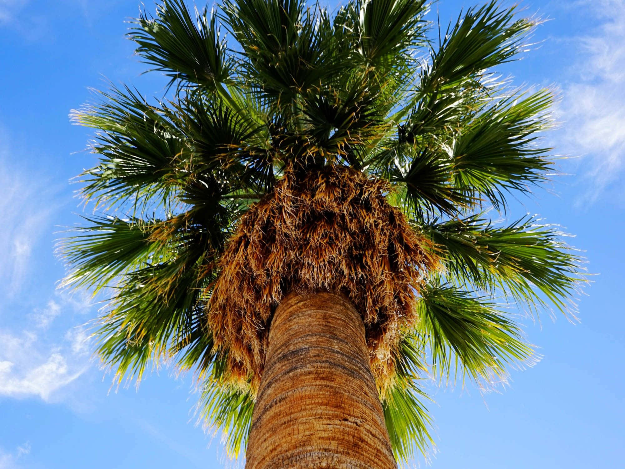 Aesthetic Palm Tree, lush green fronds, textured trunk, Full HD Desktop Wallpaper