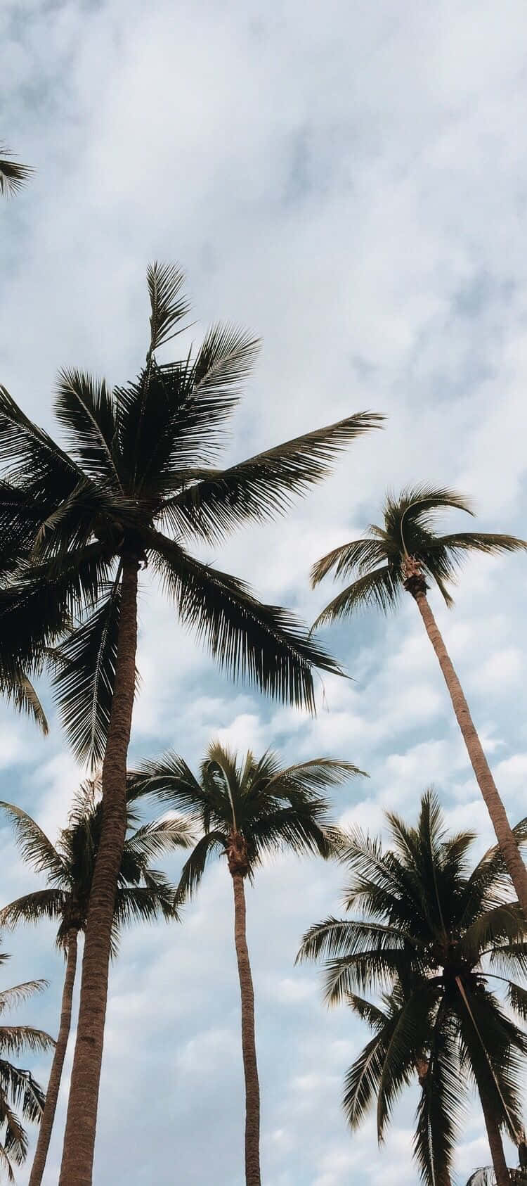Vibrant sunset, beautiful palm tree, tropical paradise, HD Phone Wallpaper