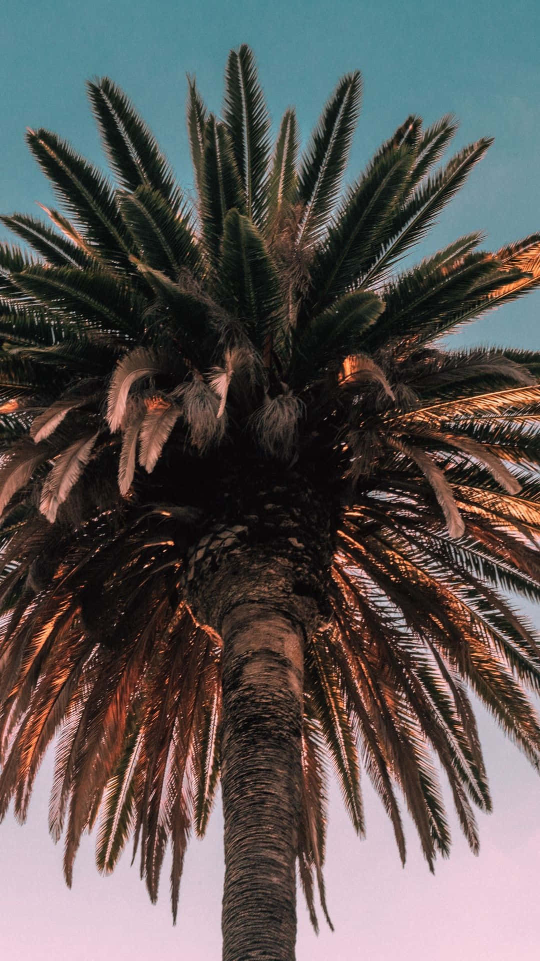 palm tree, teal and pink gradient sky, sunlit fronds, Full HD Phone Wallpaper