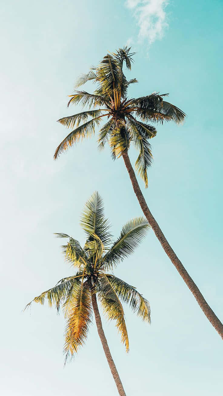 aesthetic palm trees, pastel blue sky, turquoise sky, HD Phone Wallpaper