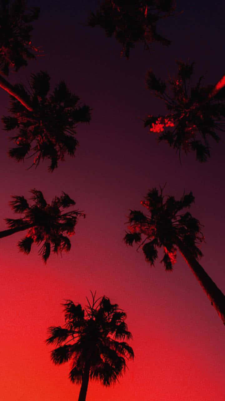 aesthetic palm trees, dark red sky, fiery red, HD Phone Wallpaper