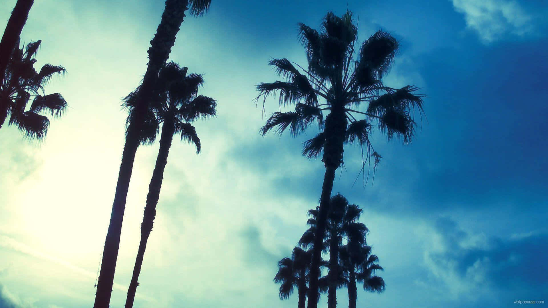 Aesthetic Palm Tree, silhouette, palm trees, Full HD Desktop Wallpaper