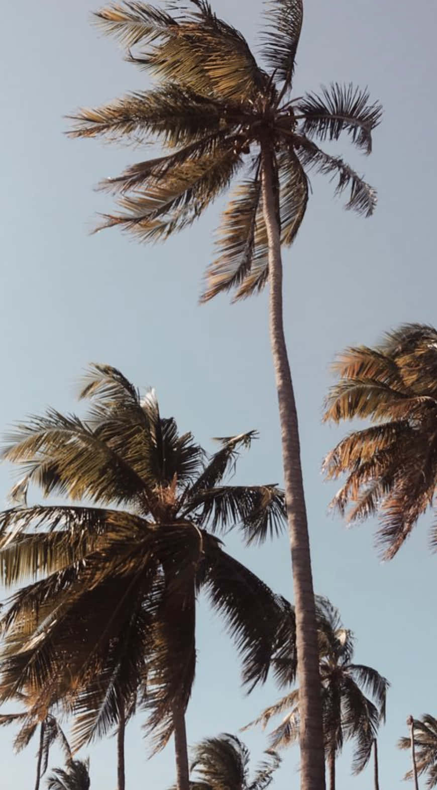 tropical paradise, clear blue sky, palm tree, HD Phone Wallpaper