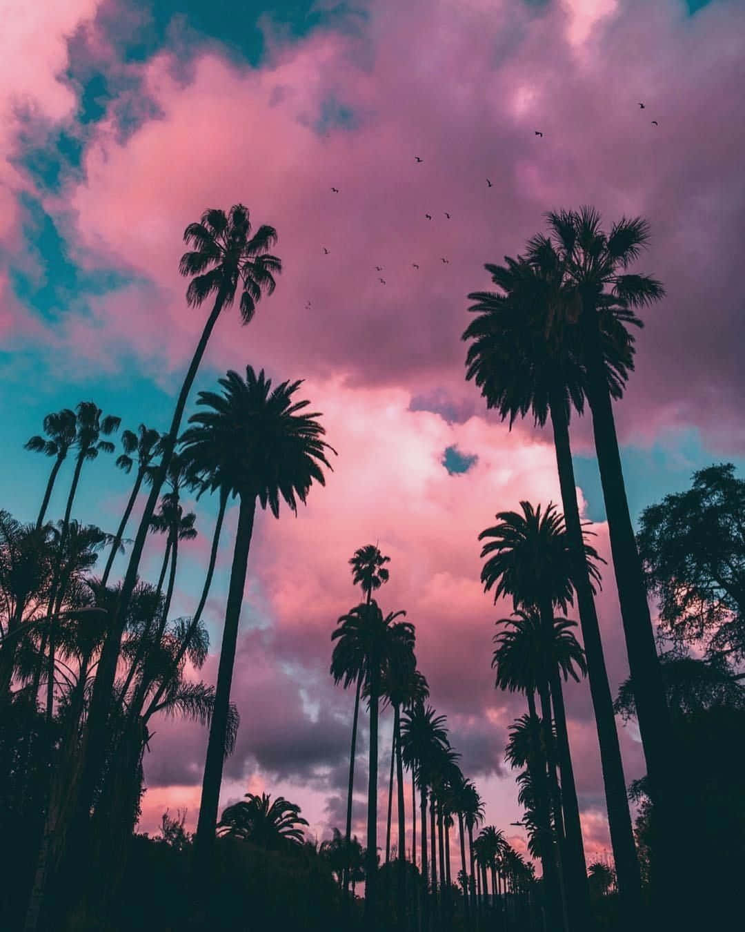 palm trees, pink and teal sunset, birds, HD Phone Wallpaper