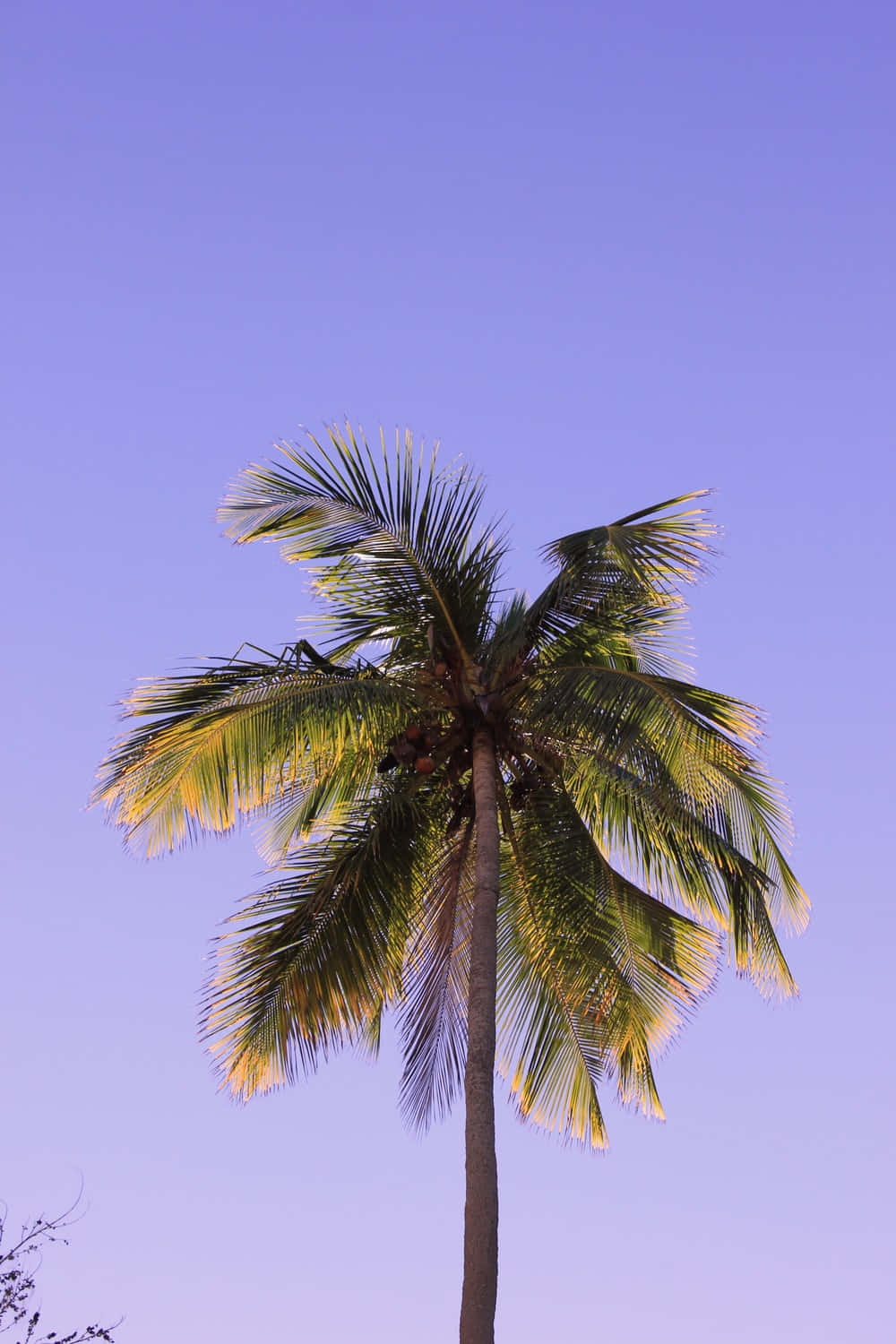 aesthetic palm tree, lavender sky, twilight, HD Phone Wallpaper