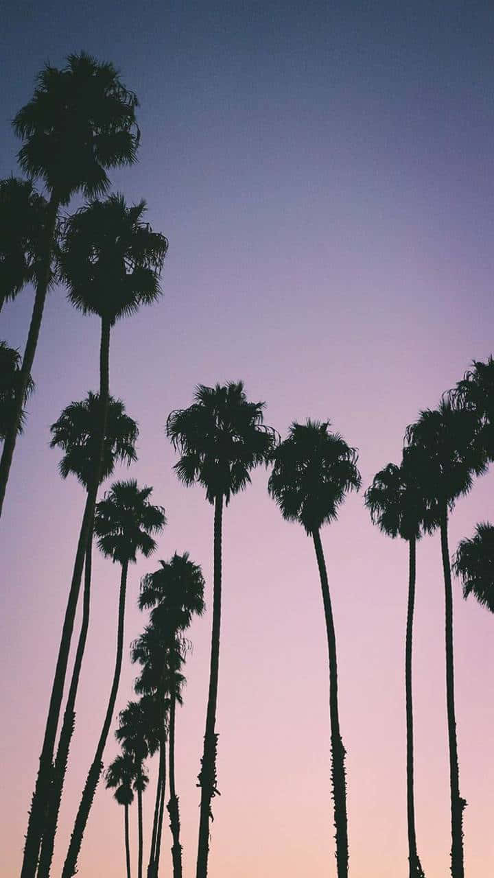 Aesthetic Palm Trees, purple sky, gradient sky, HD Phone Wallpaper