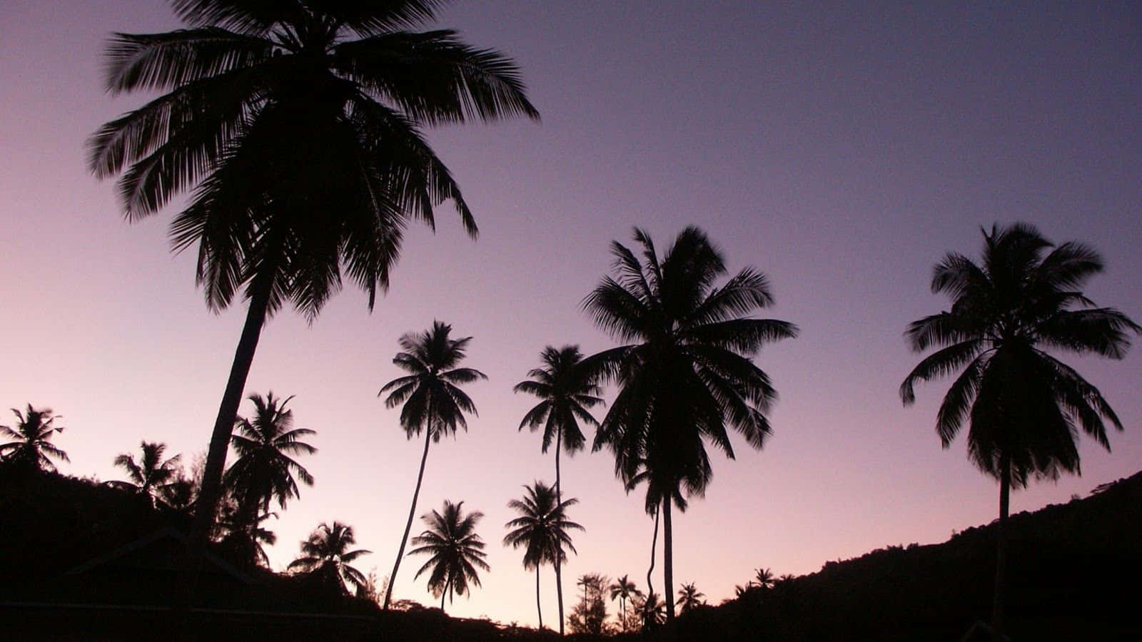 aesthetic palm tree, tropical island paradise, palm tree, HD Desktop Wallpaper