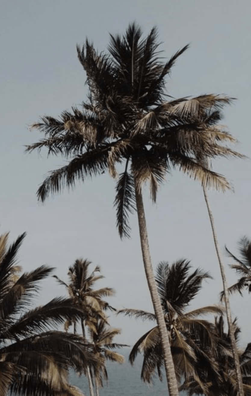 Aesthetic Palm Tree, muted sky, ocean, HD Phone Wallpaper