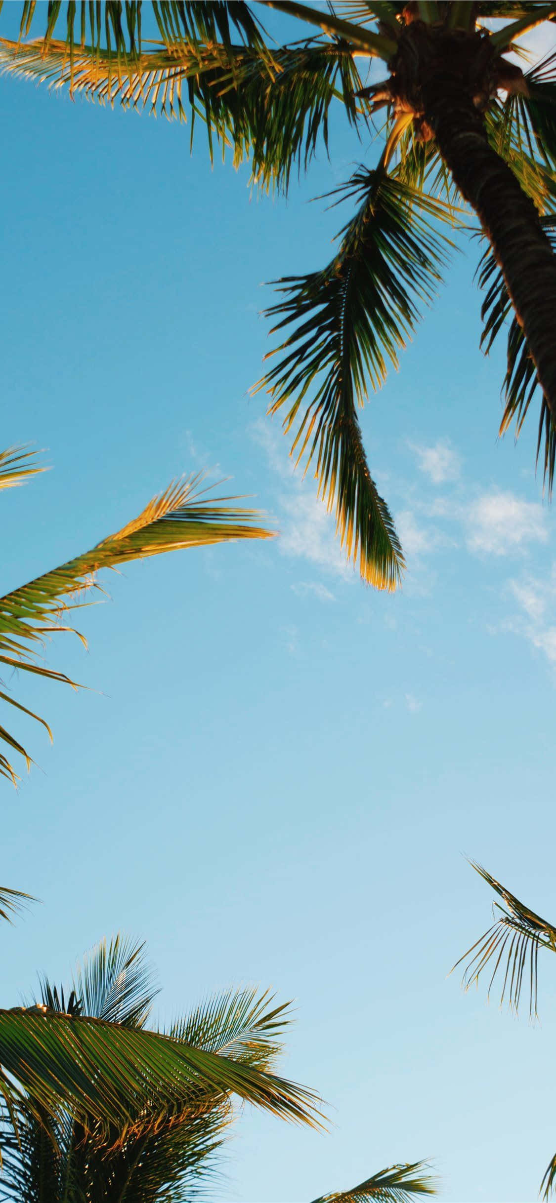 aesthetic palm tree, palm fronds, clear blue sky, Full HD Phone Wallpaper