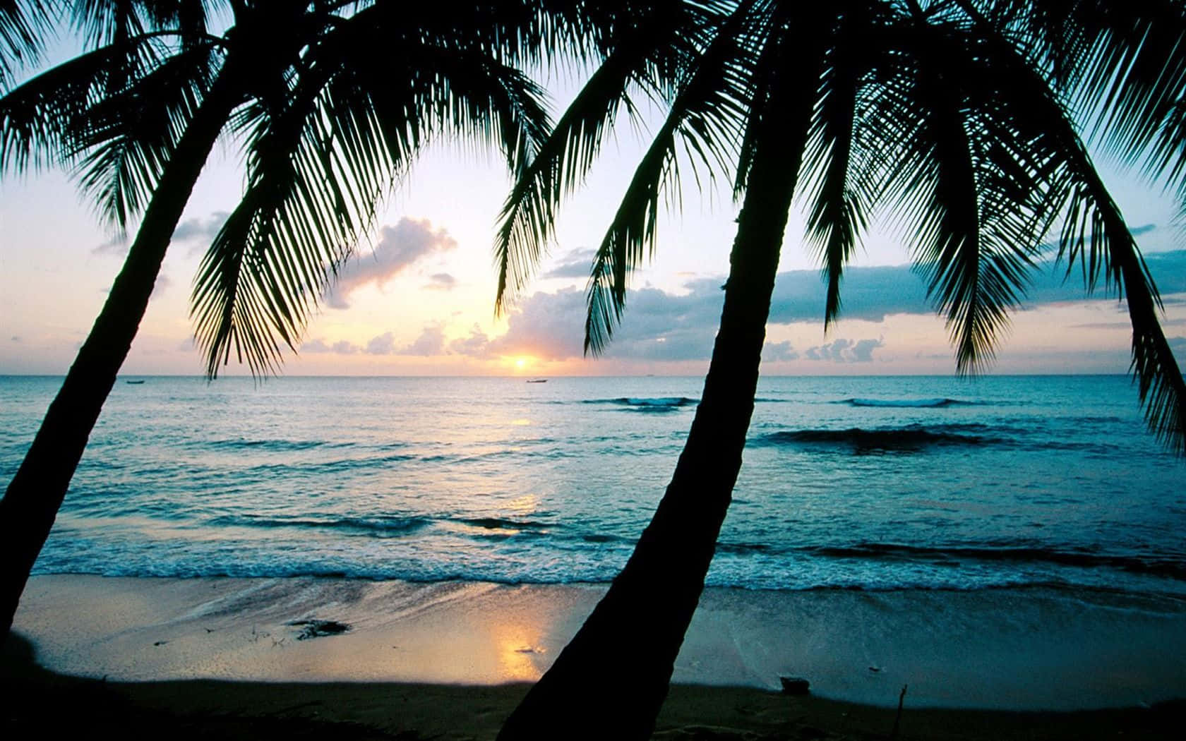 aesthetic palm tree, towering palm tree, tranquil sunset, HD Desktop Wallpaper